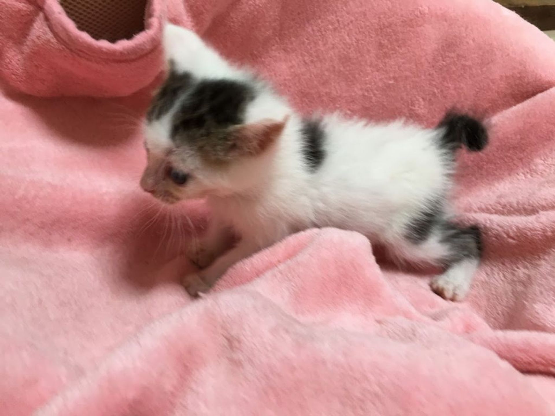 雑種（ミックス猫）・オスの里親募集の写真