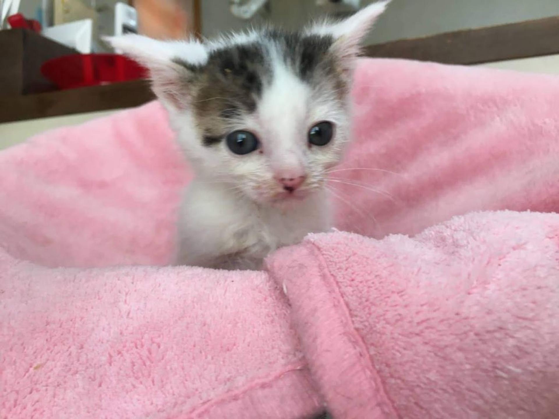 pet-image-4