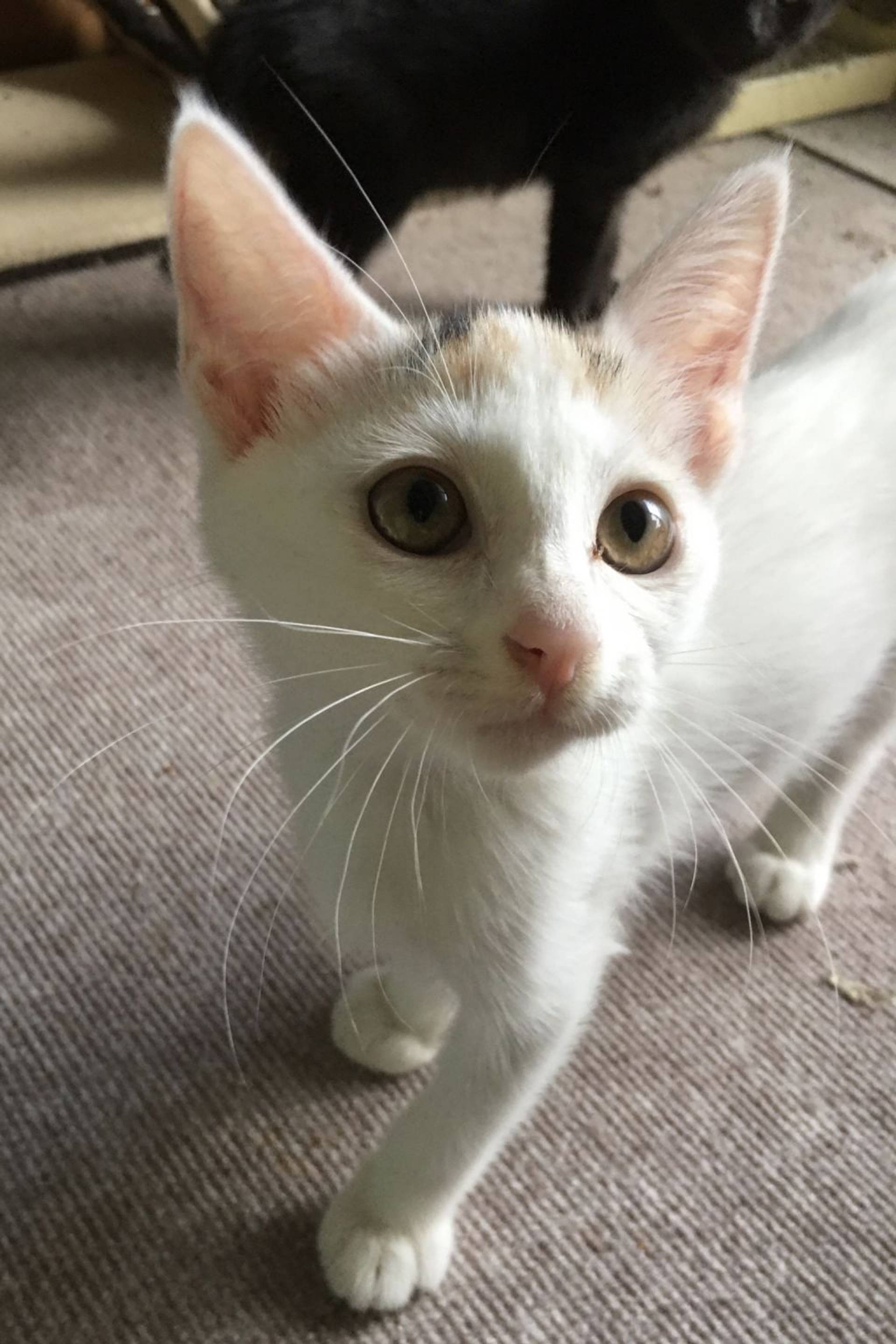 雑種（ミックス猫）・メスの里親募集の写真