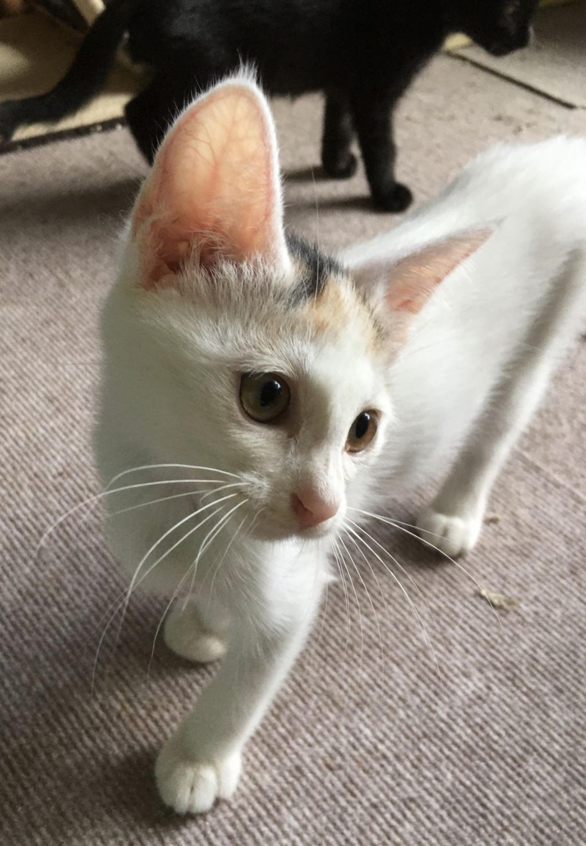 pet-image-4