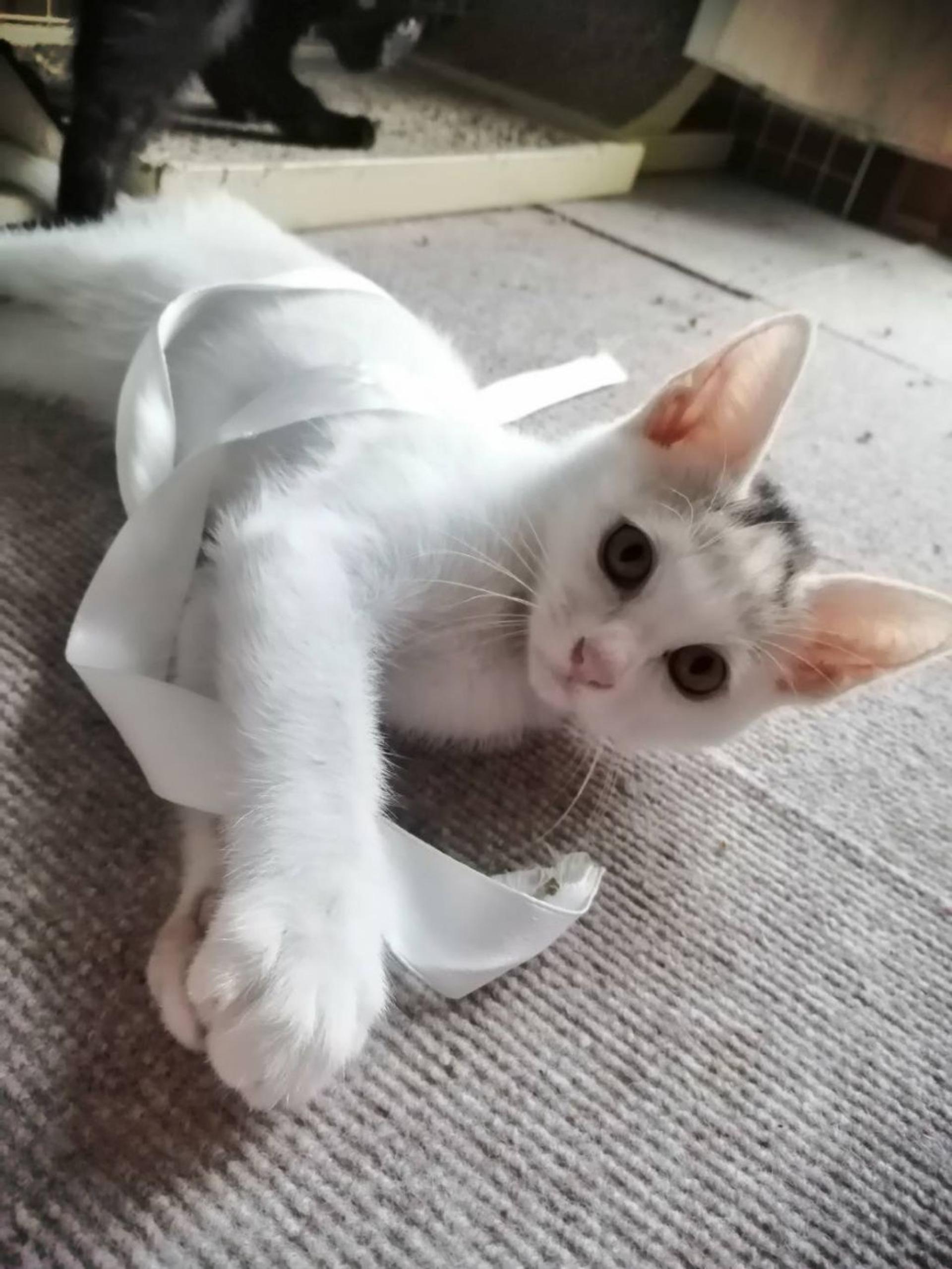 pet-image-8