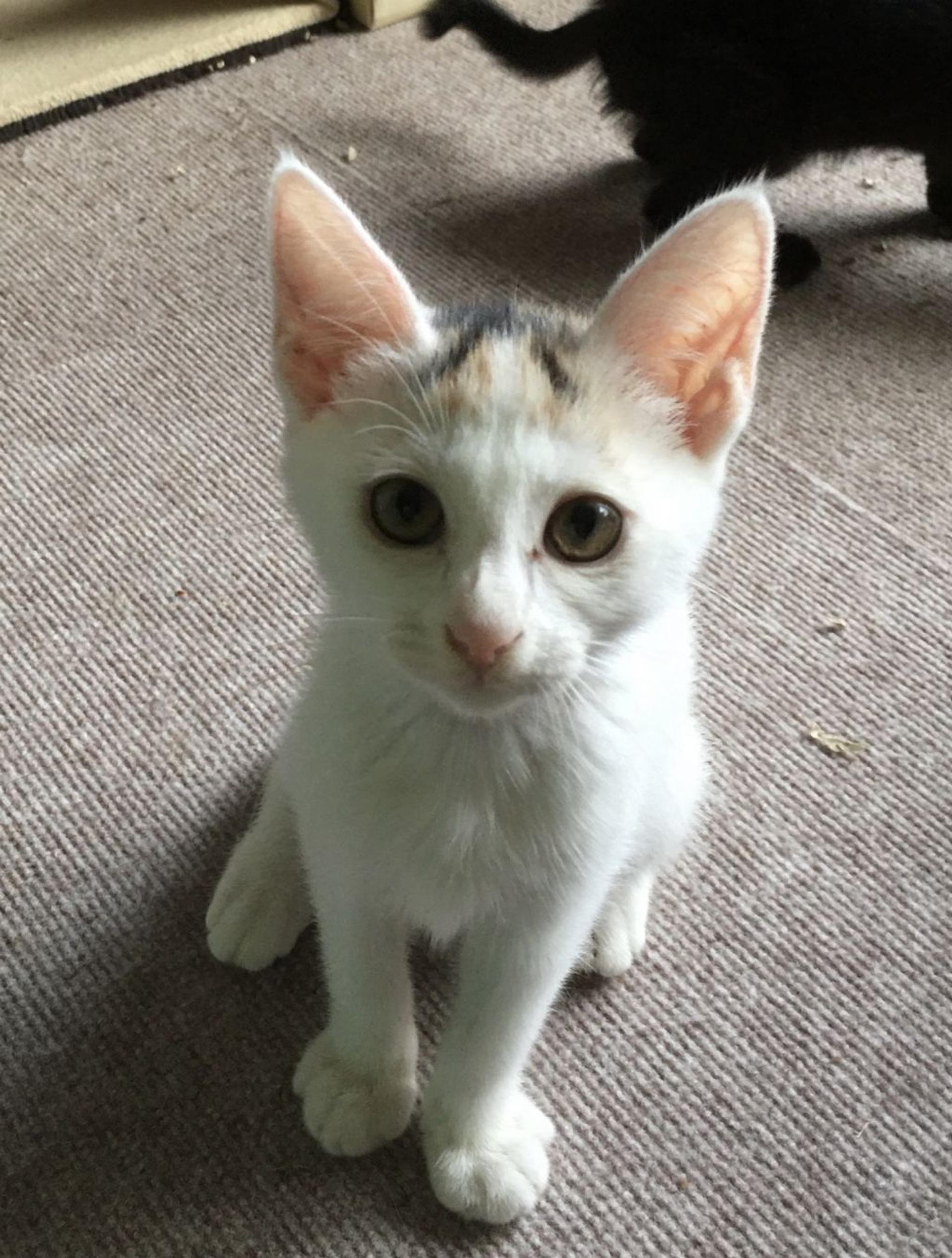 pet-image-9