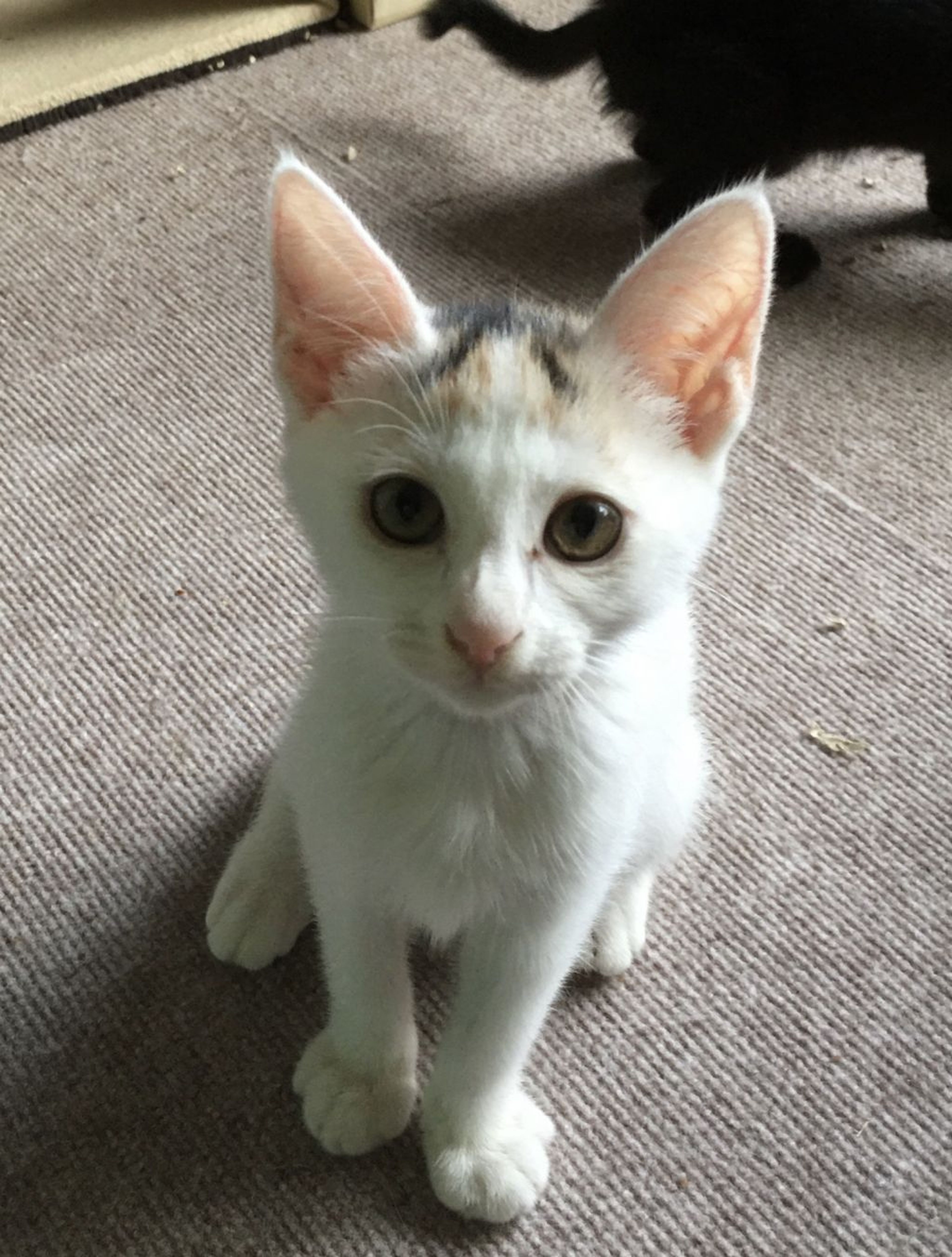 pet-image-9