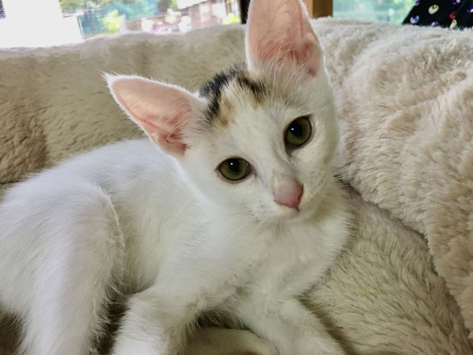 雑種（ミックス猫）・メスの里親募集の写真
