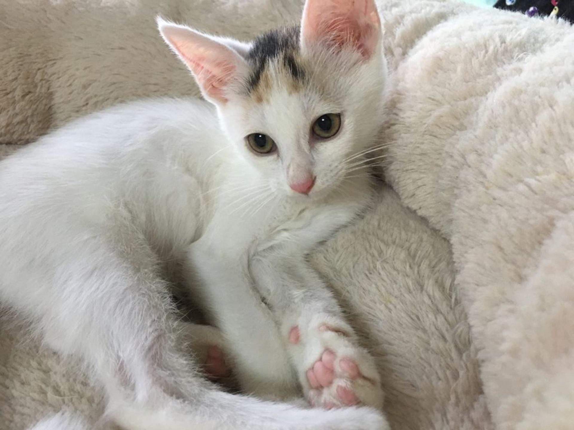 pet-image-5