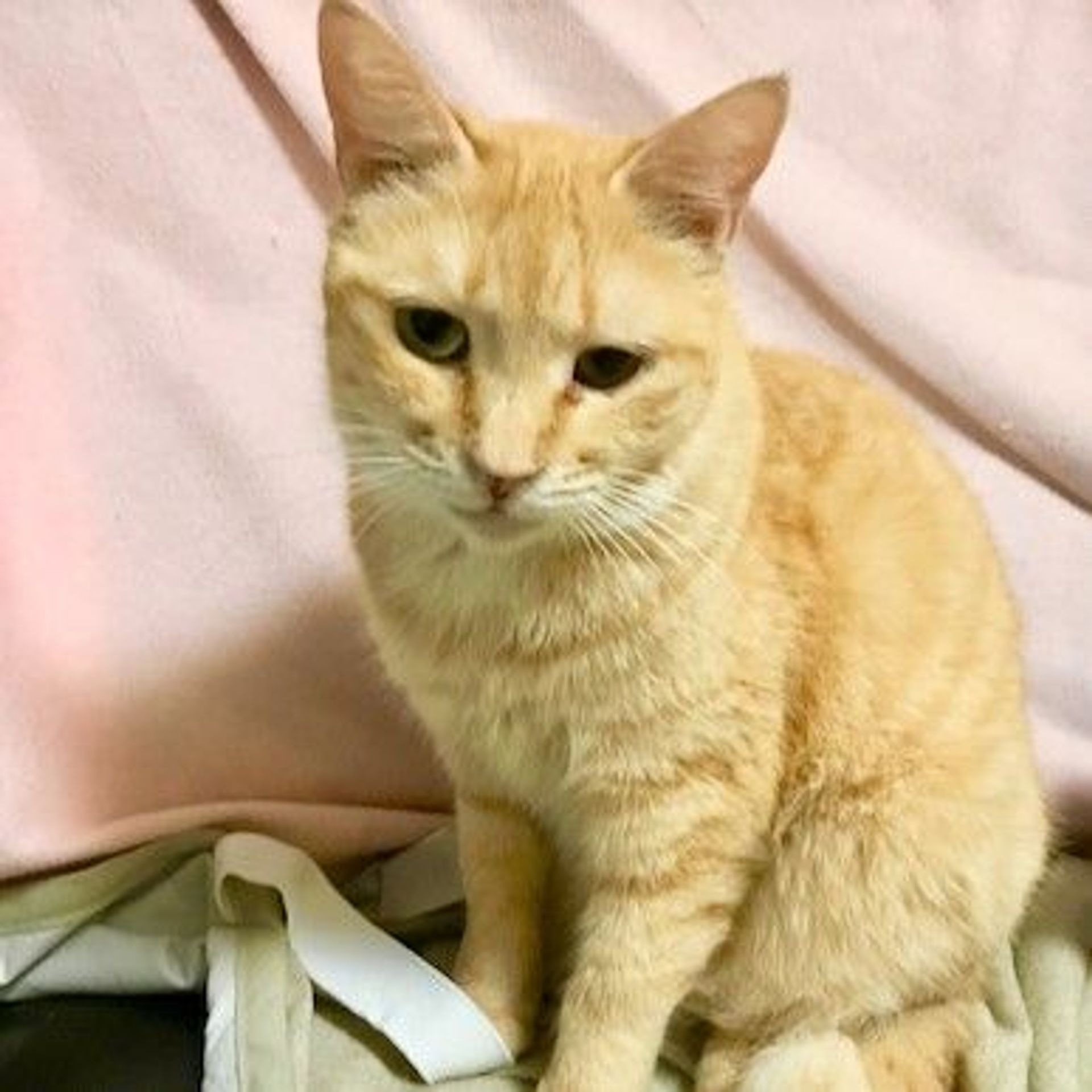 雑種（ミックス猫）・メスの里親募集の写真