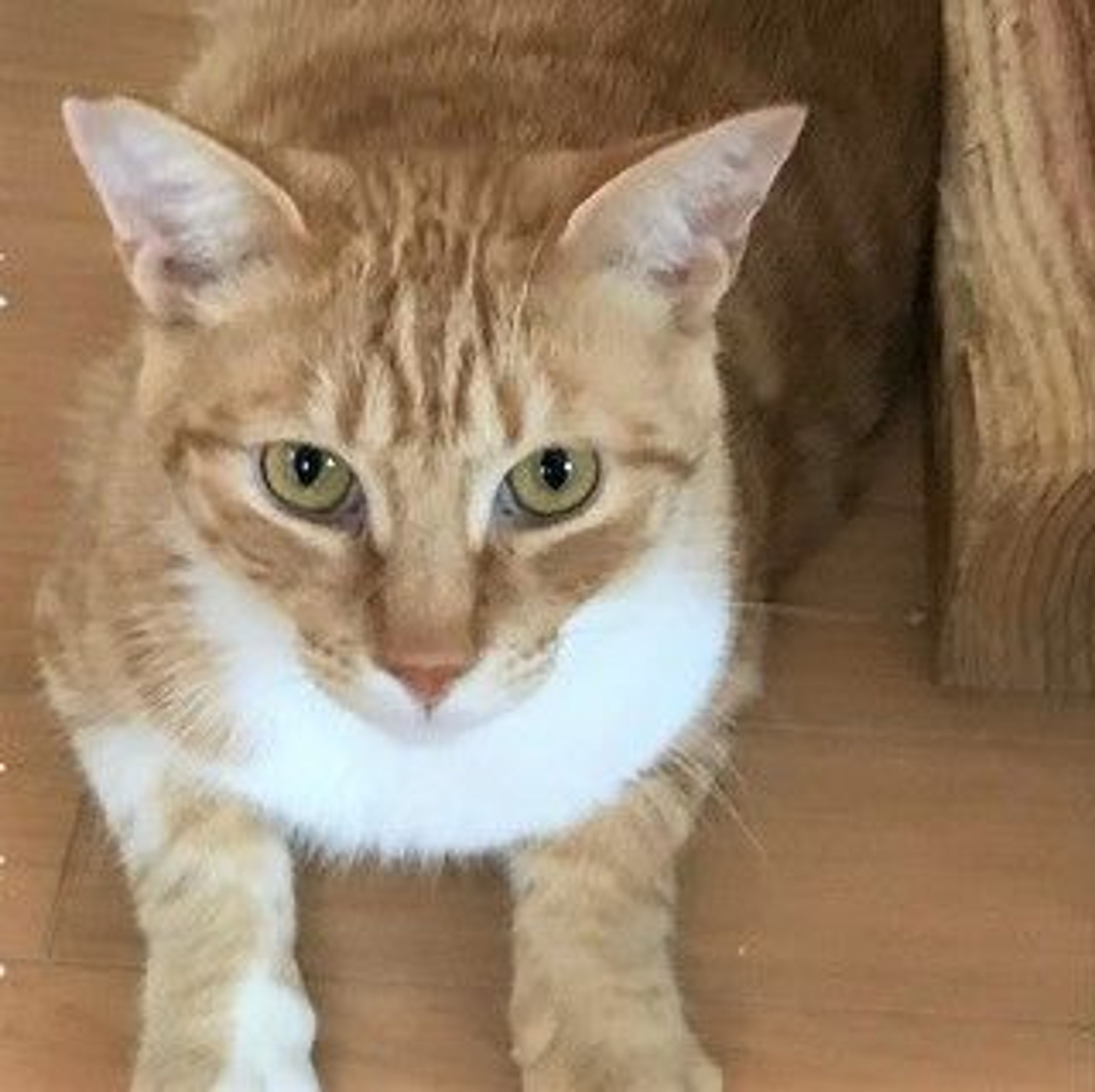 雑種（ミックス猫）・オスの里親募集の写真