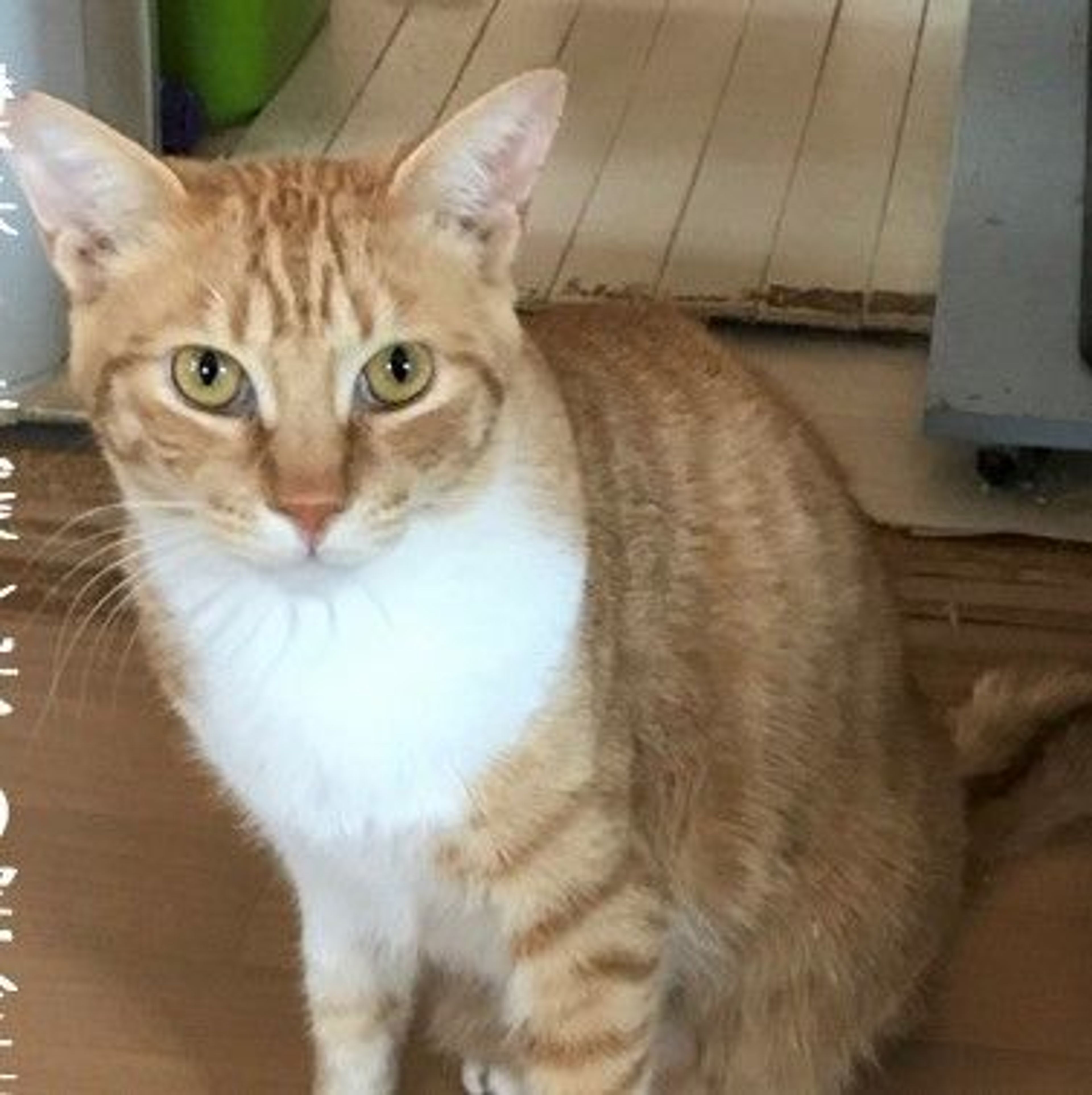pet-image-2