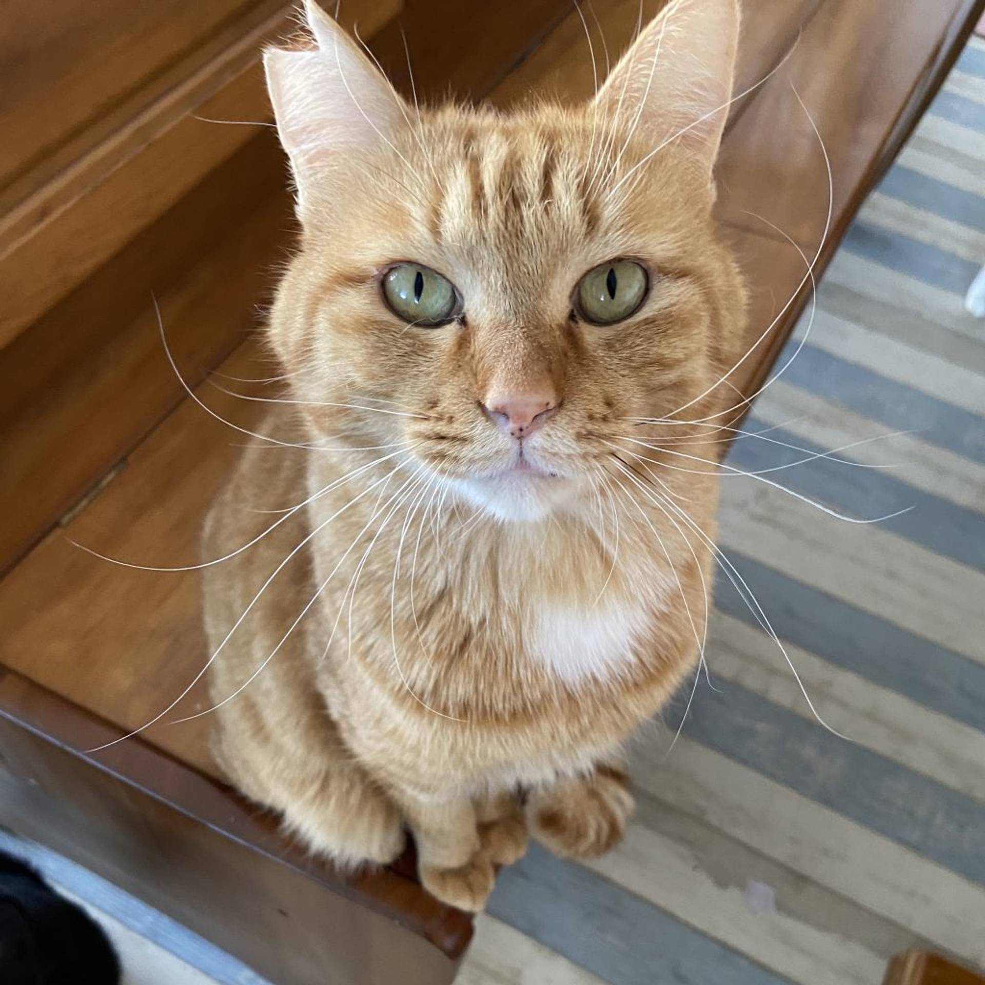 雑種（ミックス猫）・オスの里親募集の写真