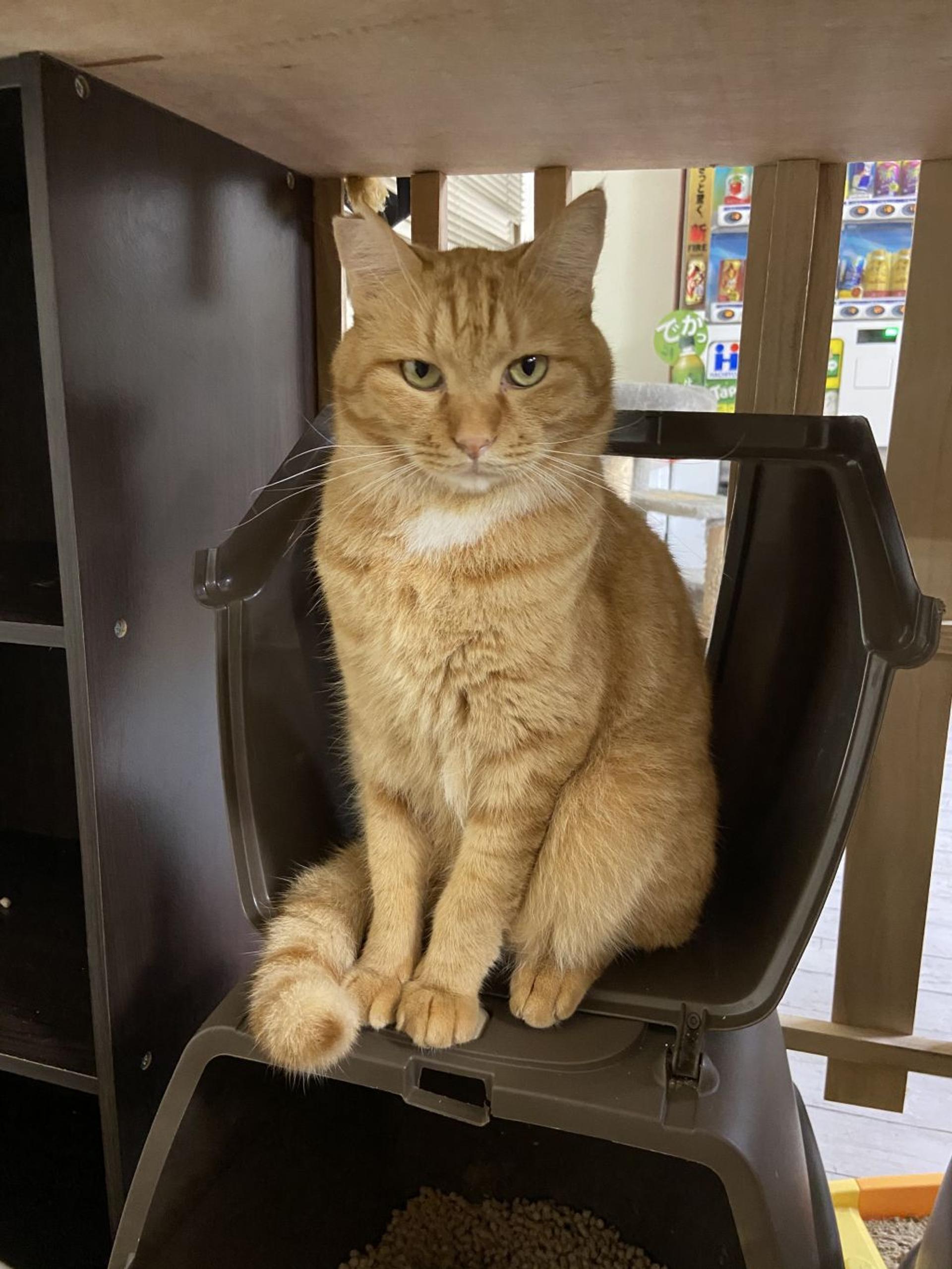 pet-image-4