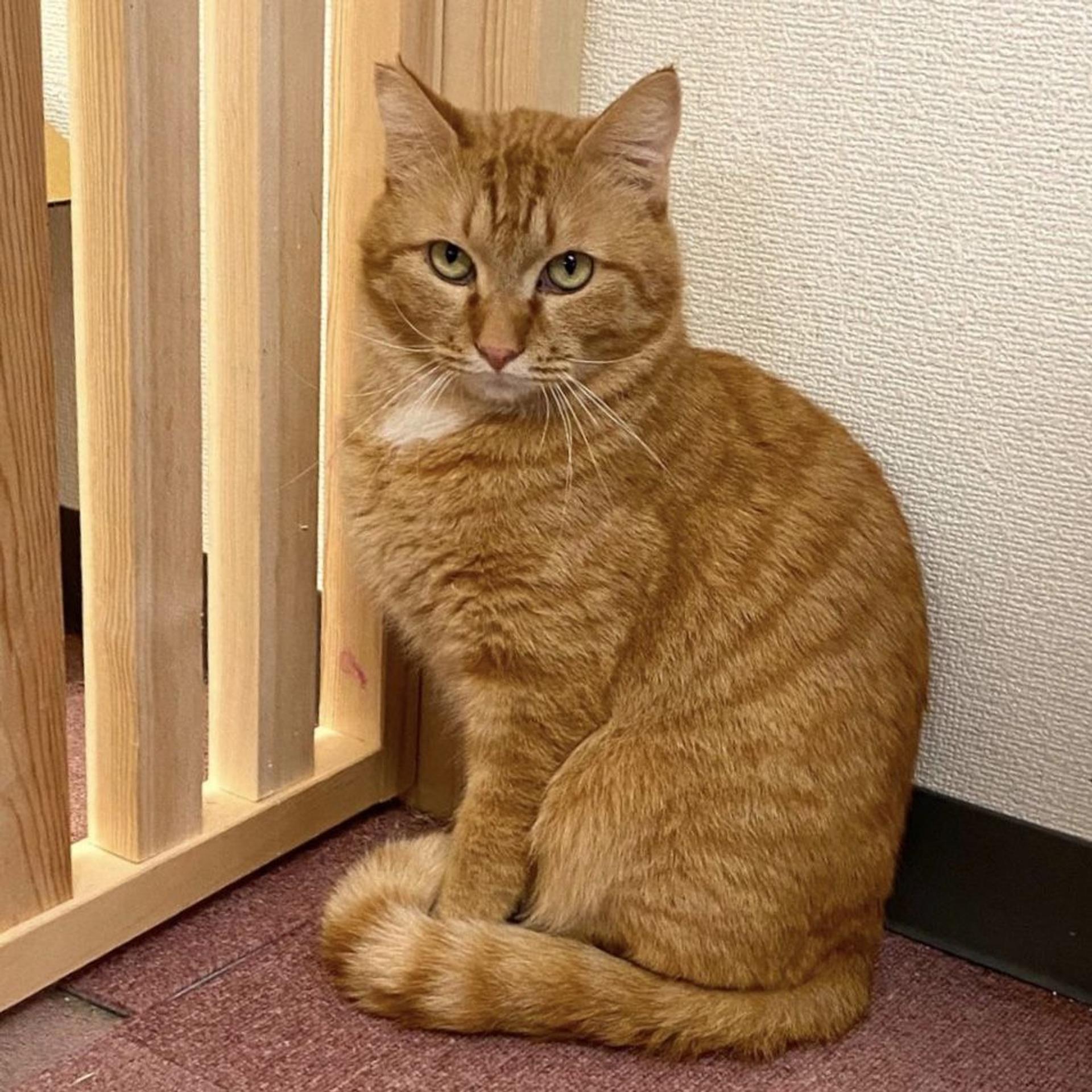 pet-image-5
