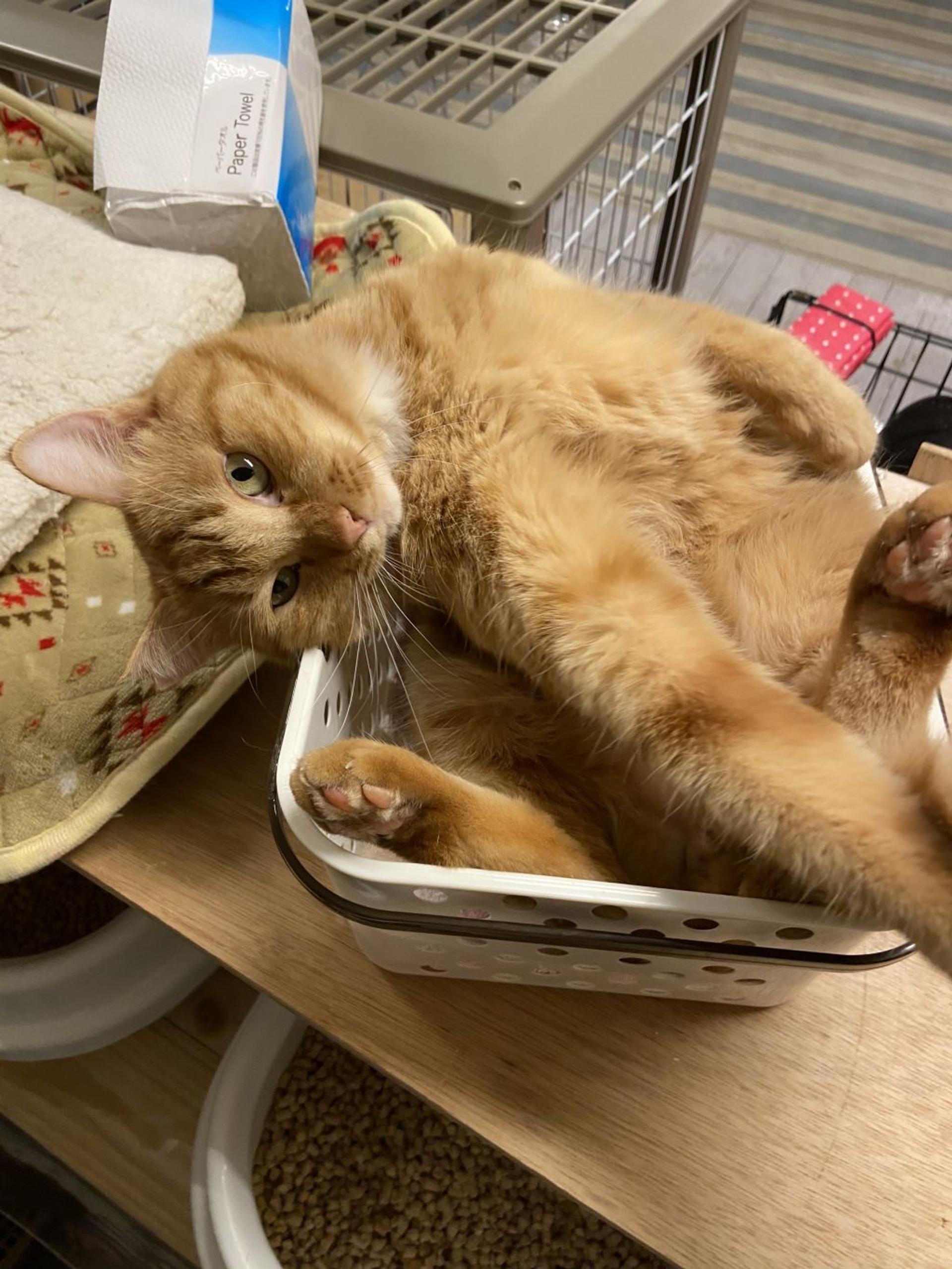 pet-image-6