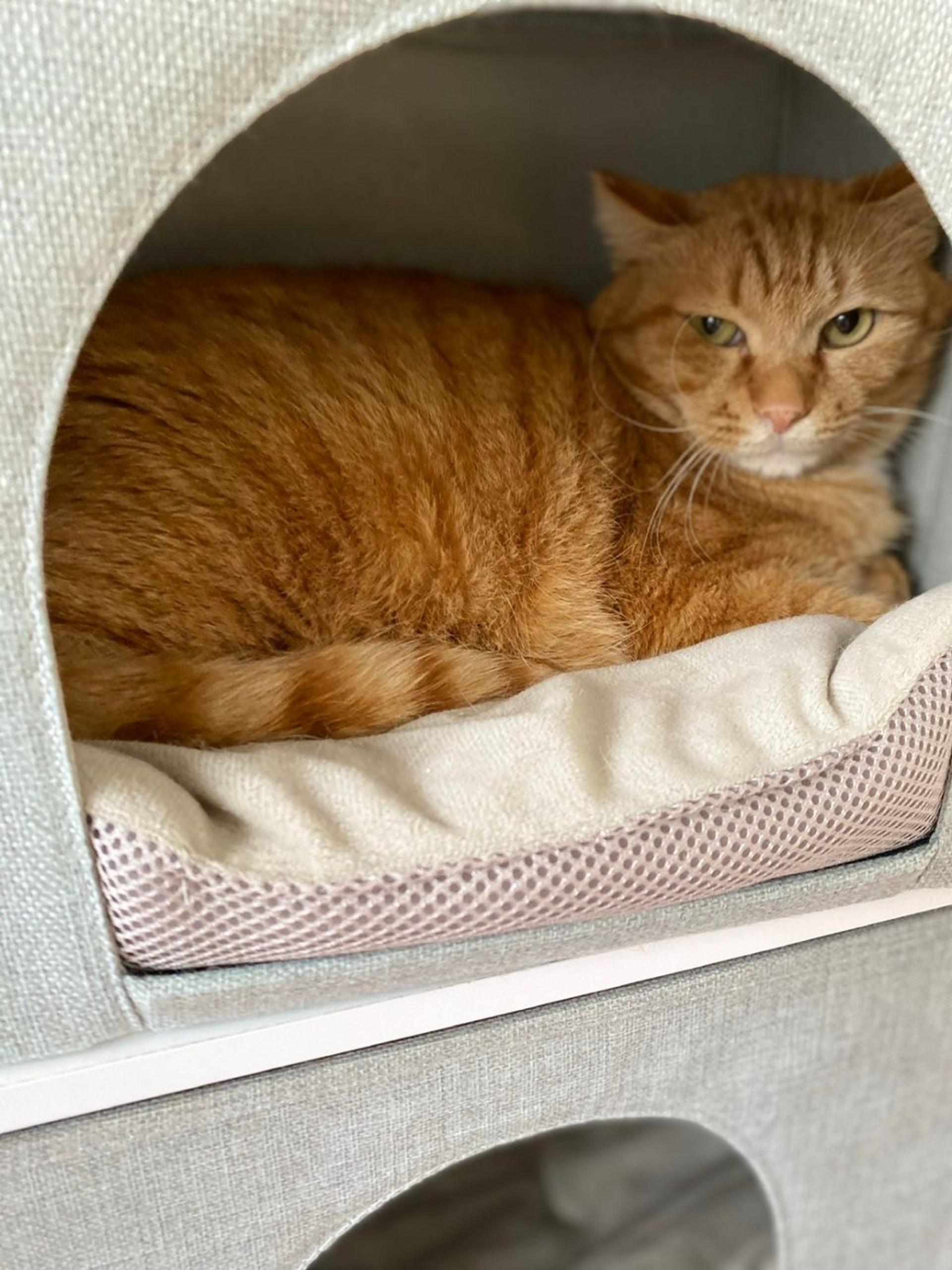 pet-image-7