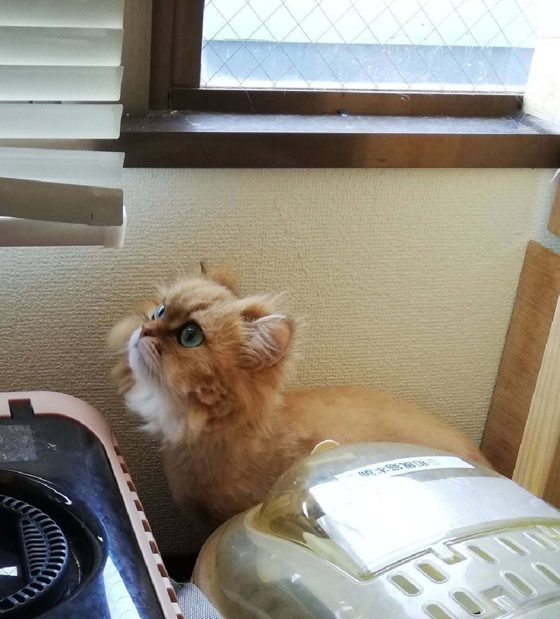 ペルシャ・メスの里親募集の写真