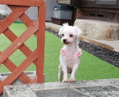 りんごちゃんの写真