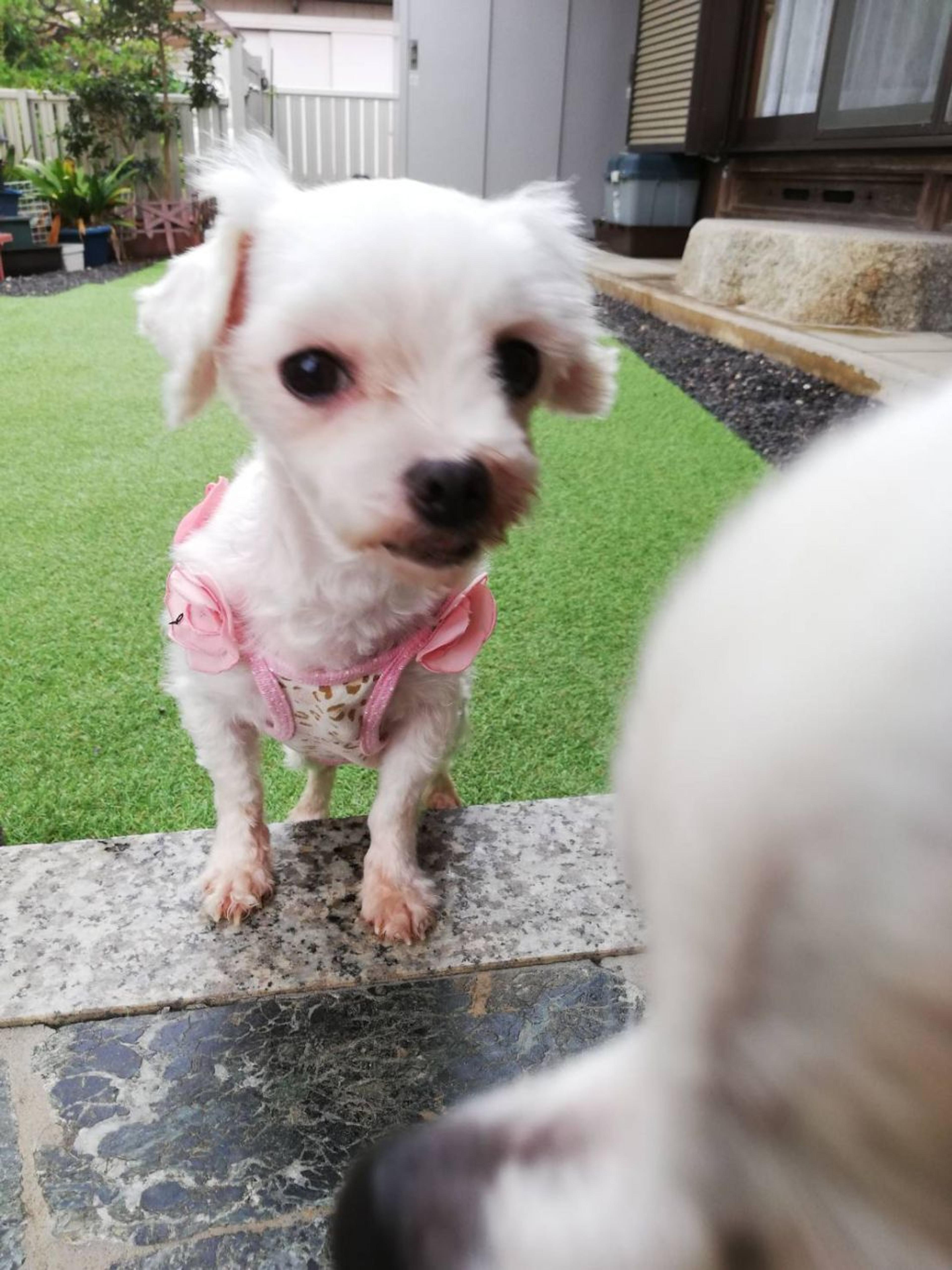 pet-image-3