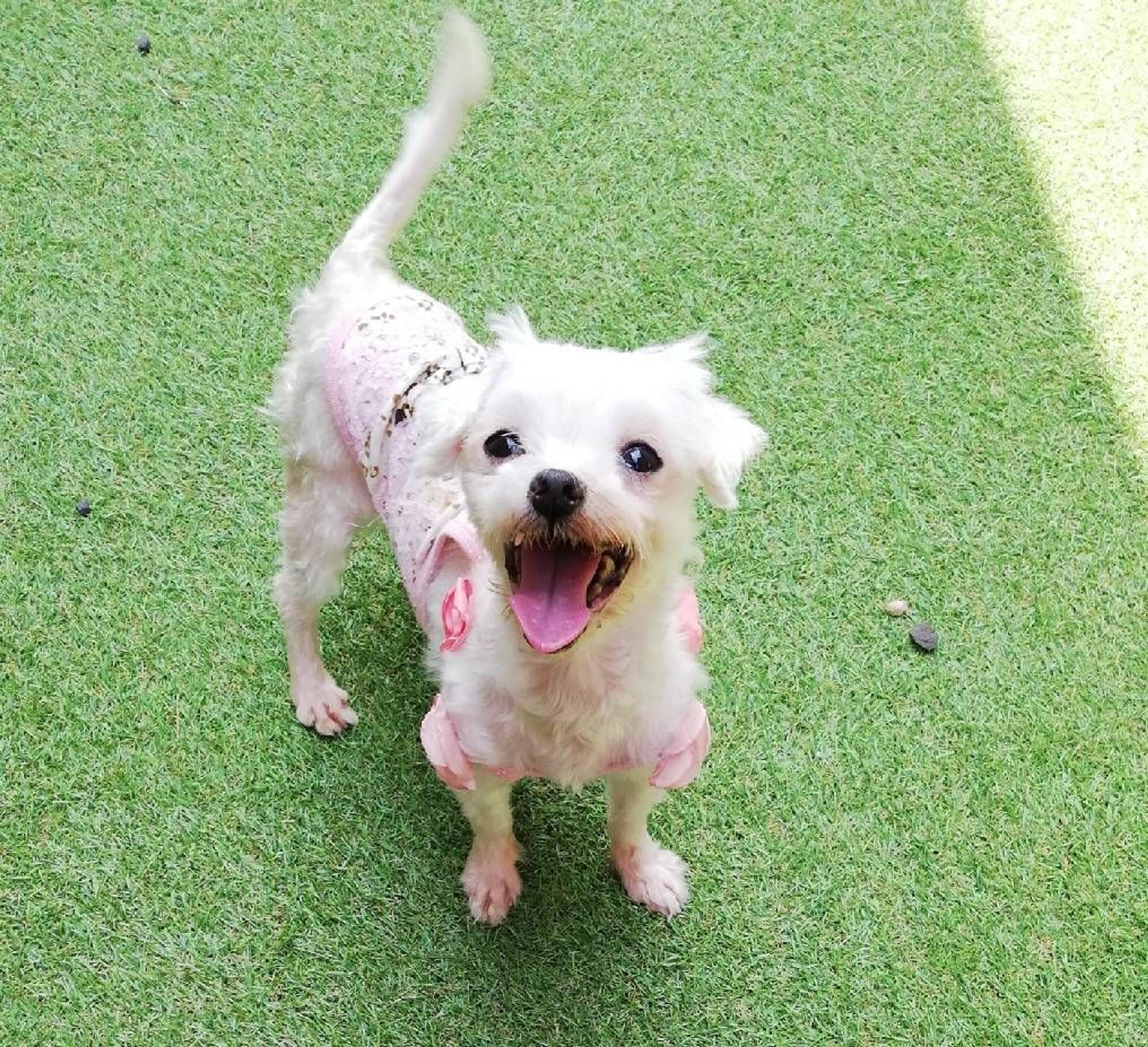 pet-image-5