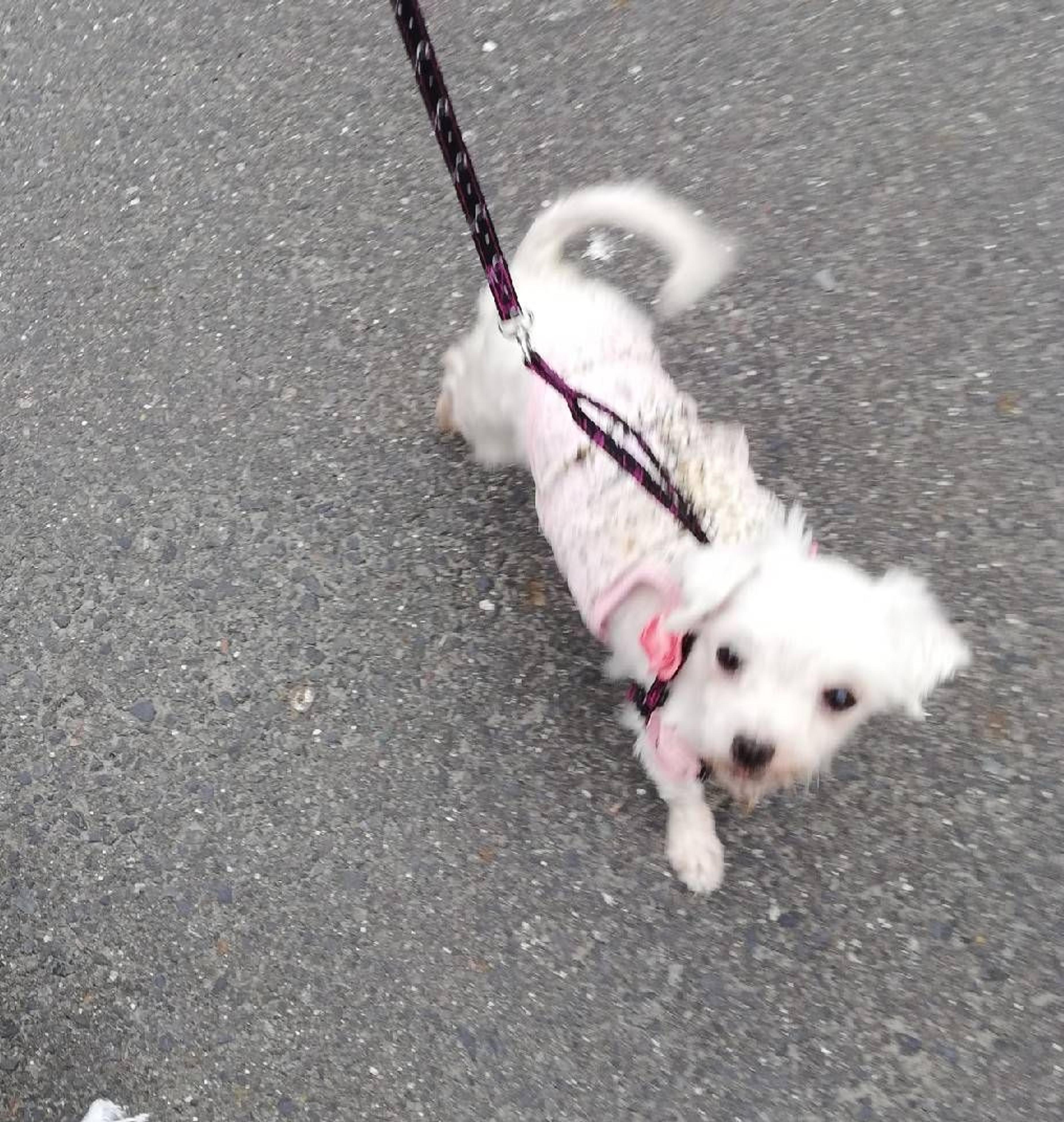 pet-image-7