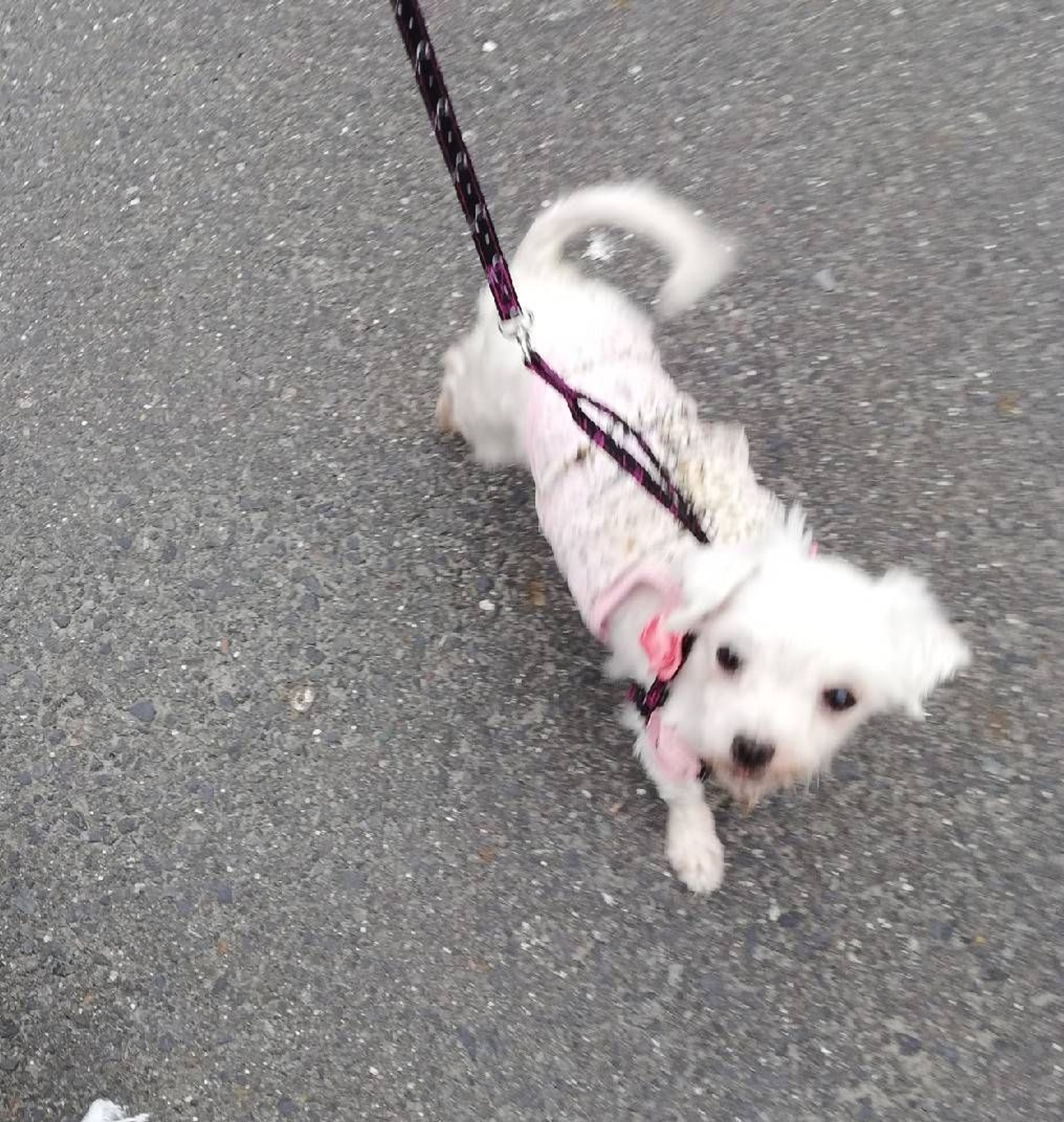 pet-image-7