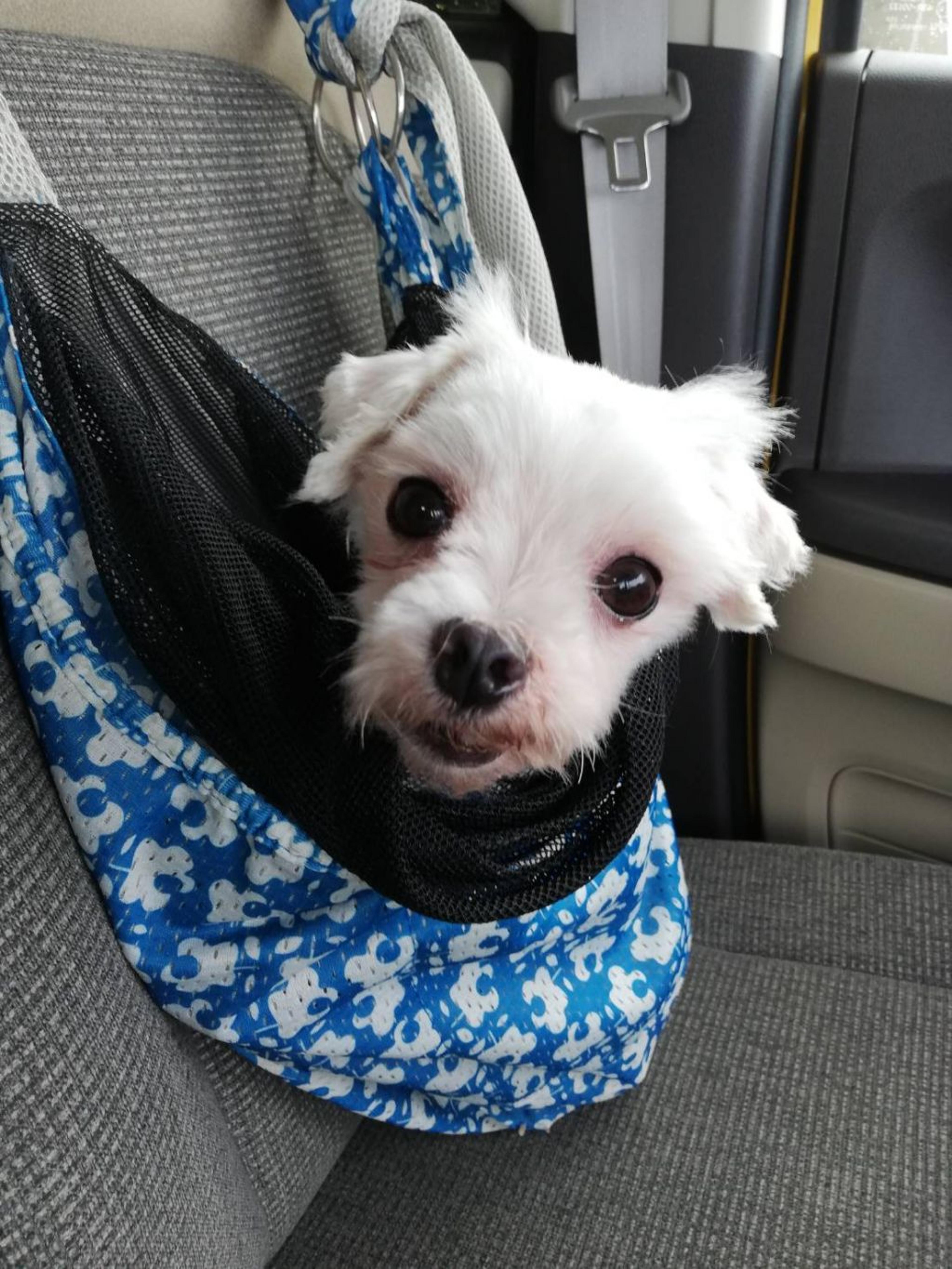 pet-image-8