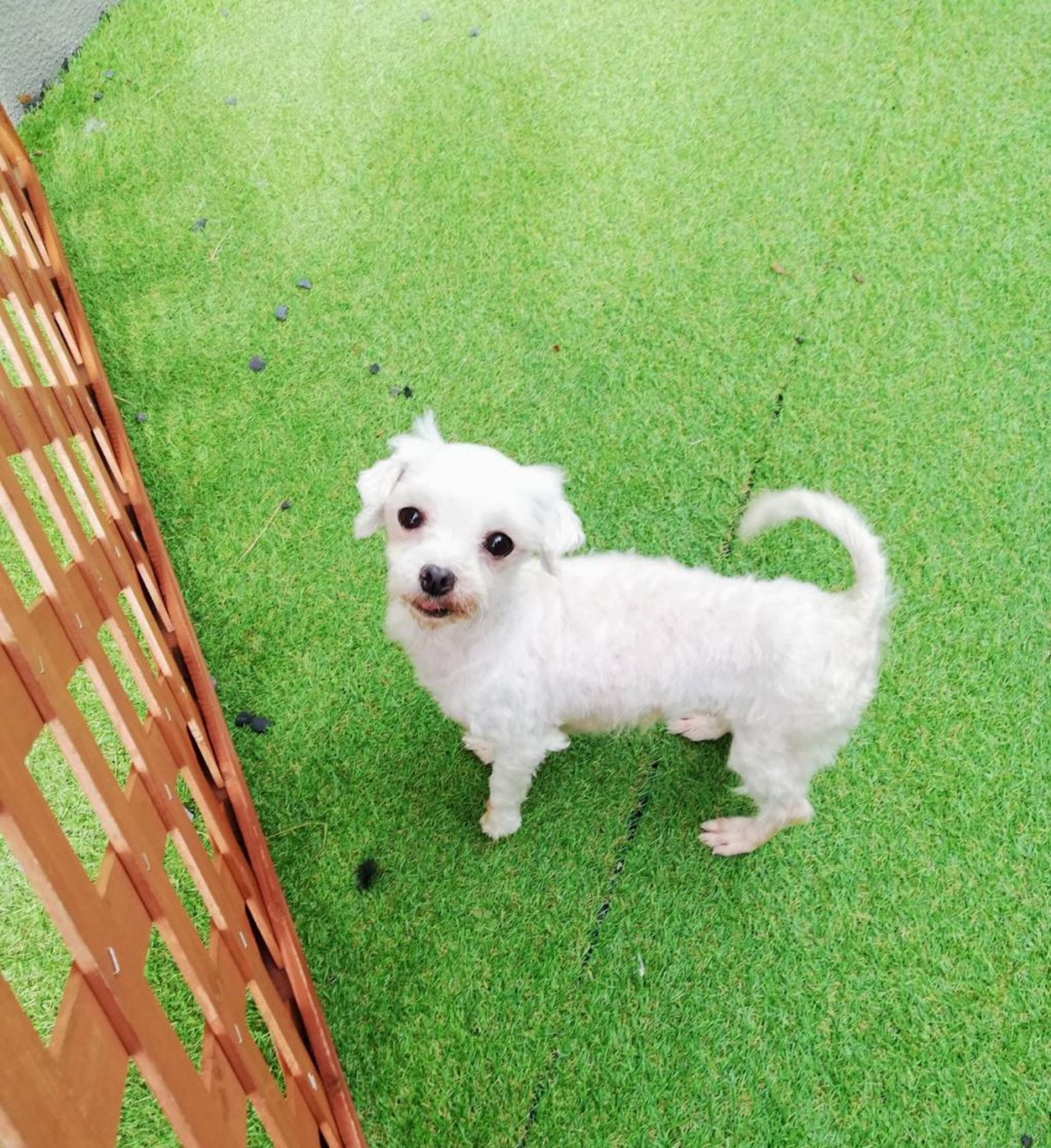 pet-image-9