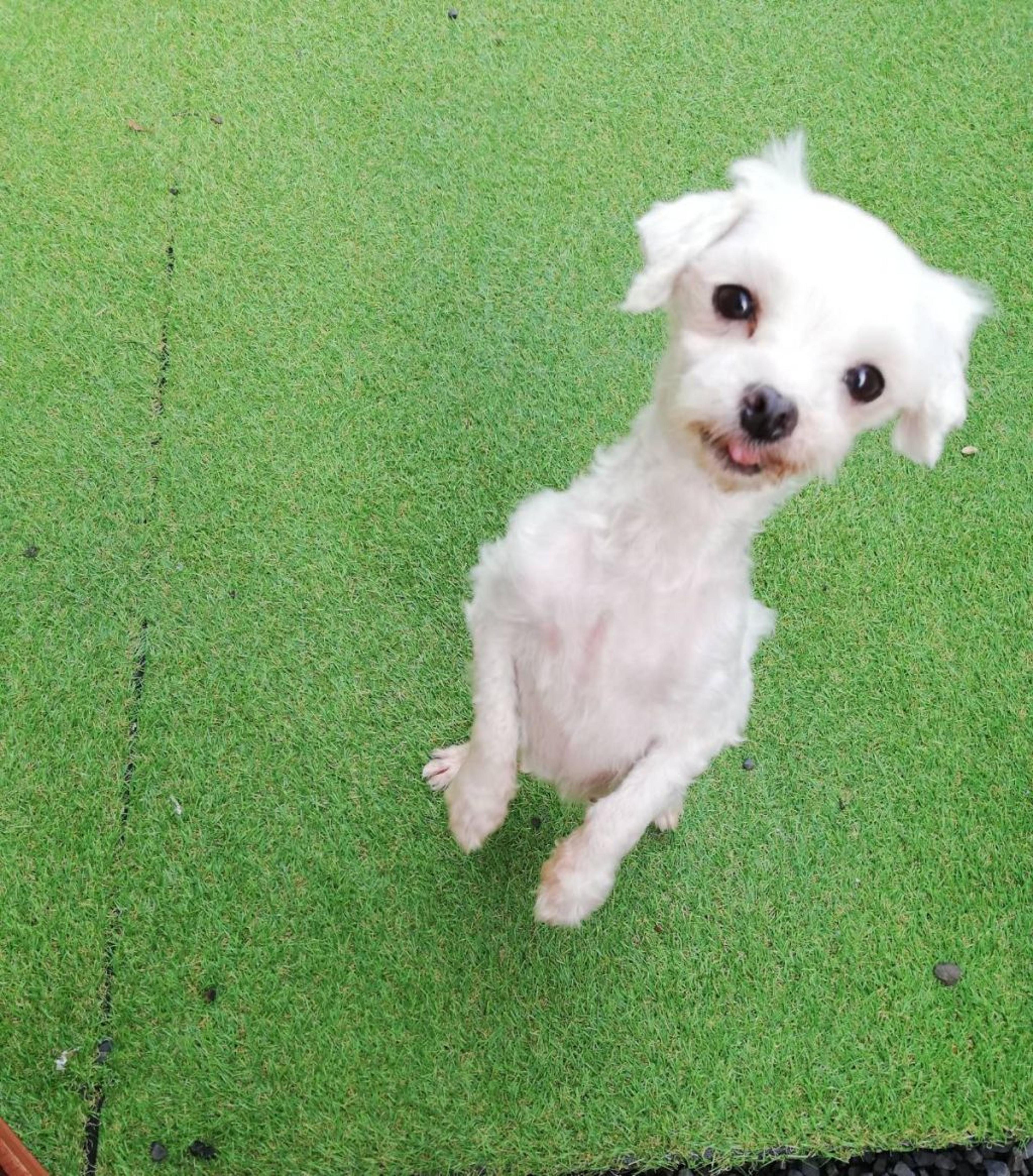 pet-image-10