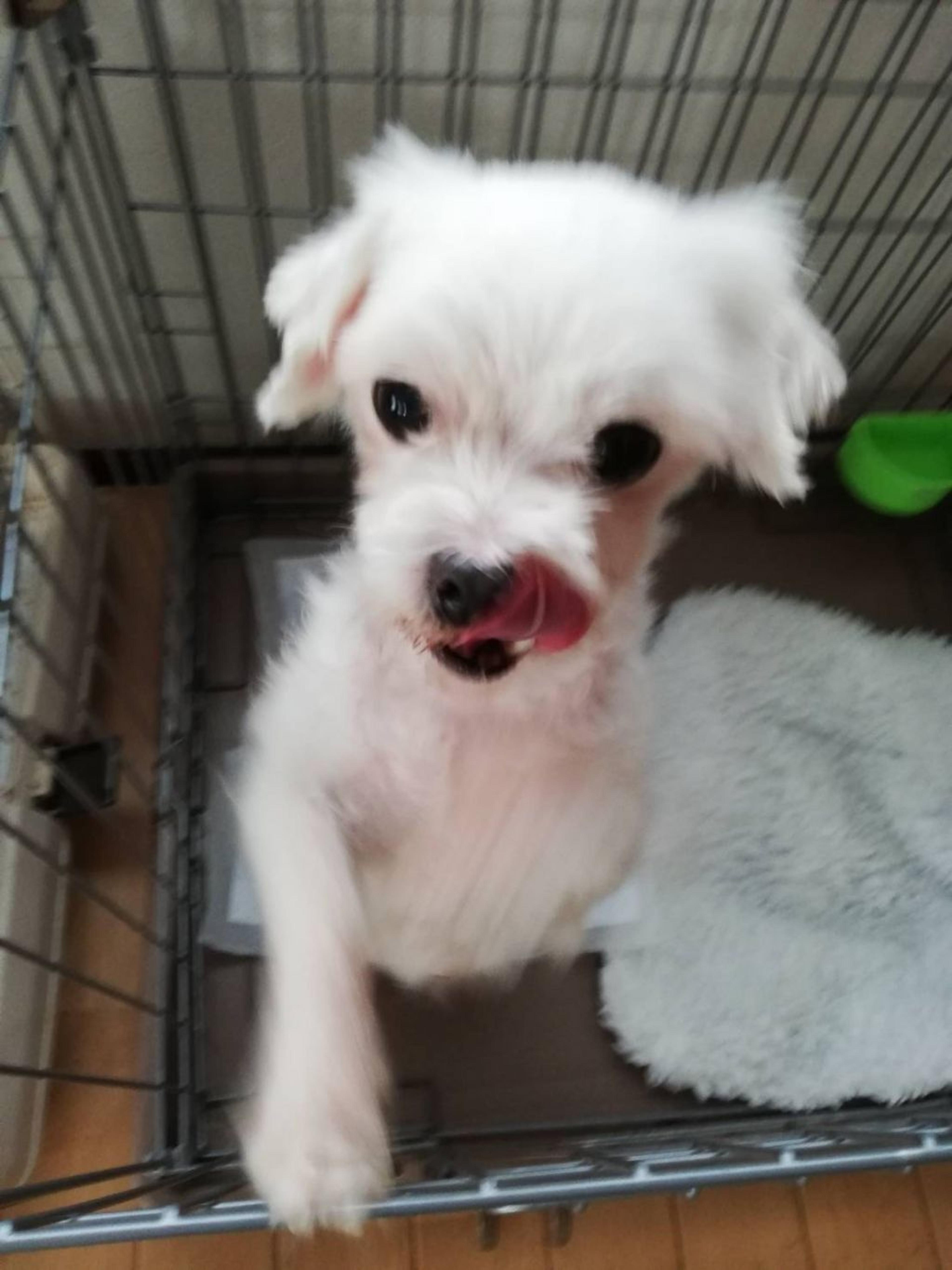 pet-image-2