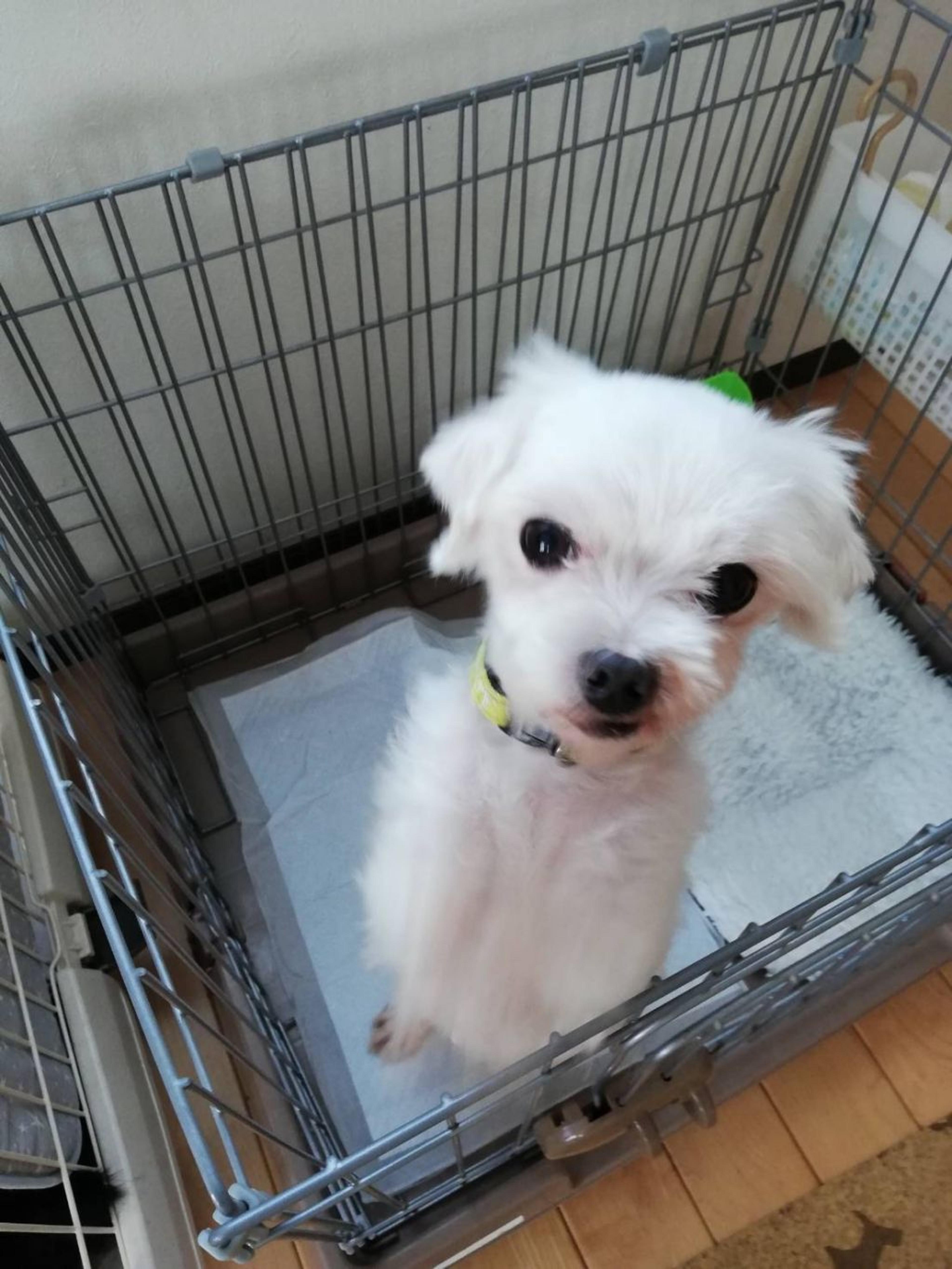 pet-image-4