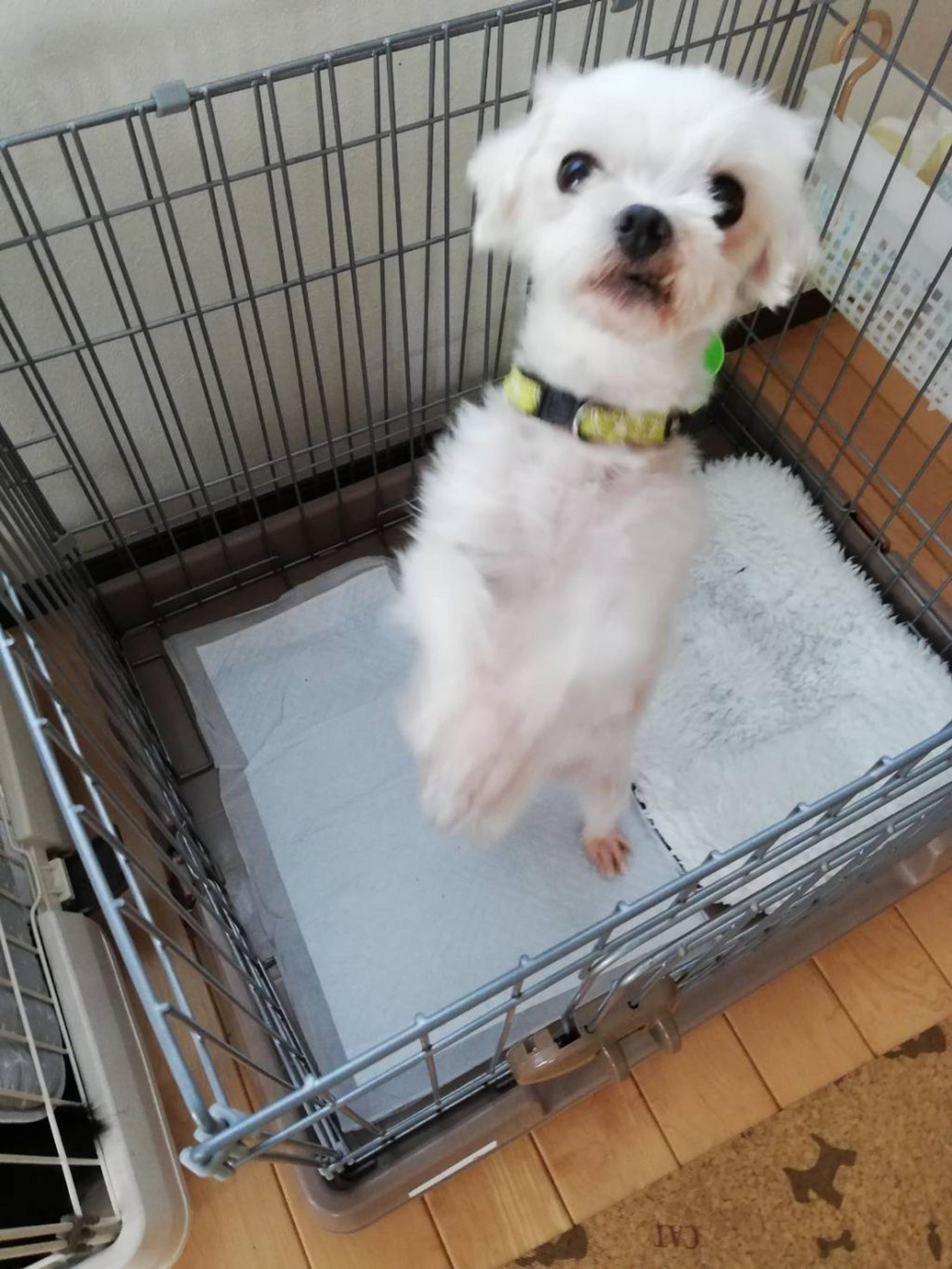 pet-image-6