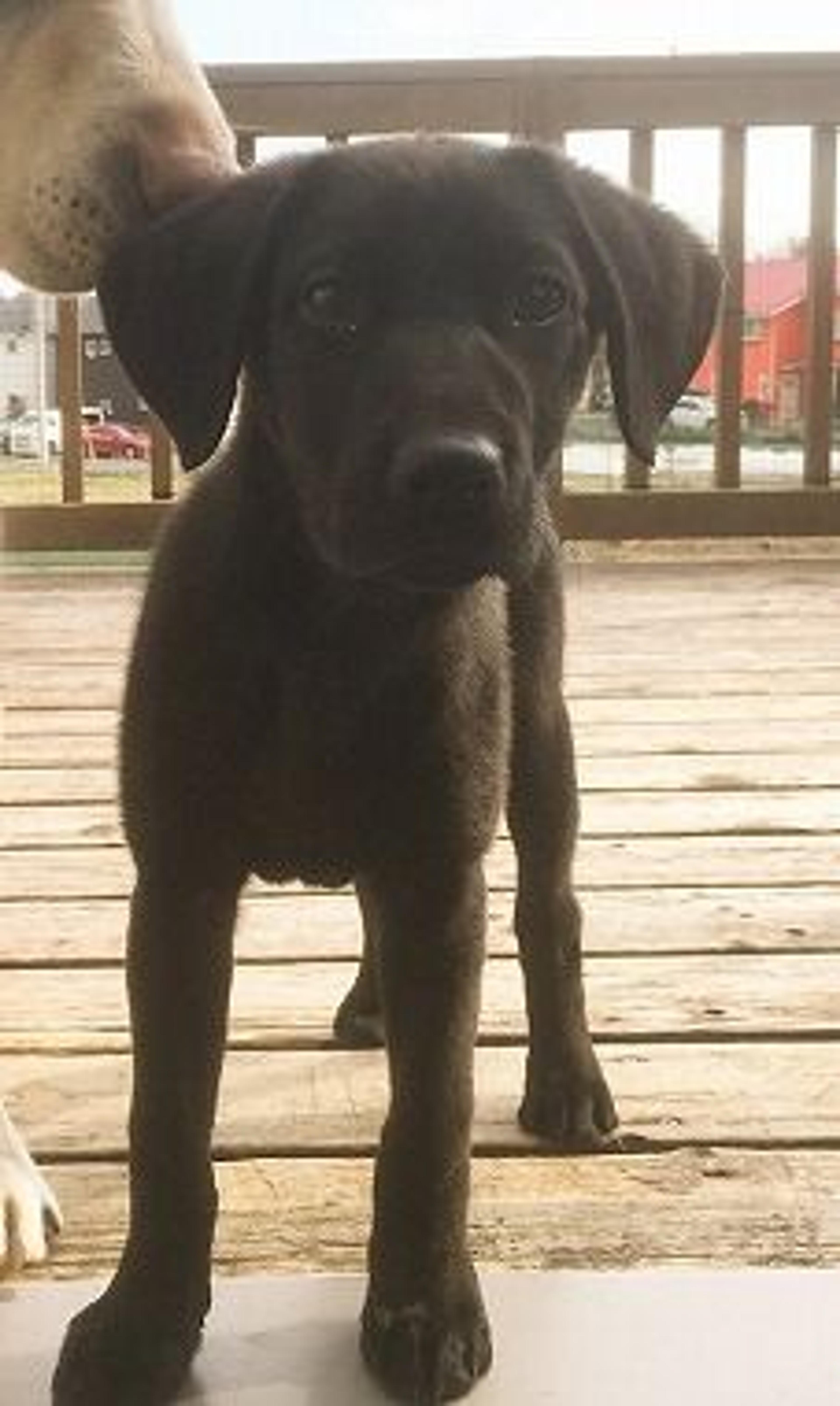 pet-image-2