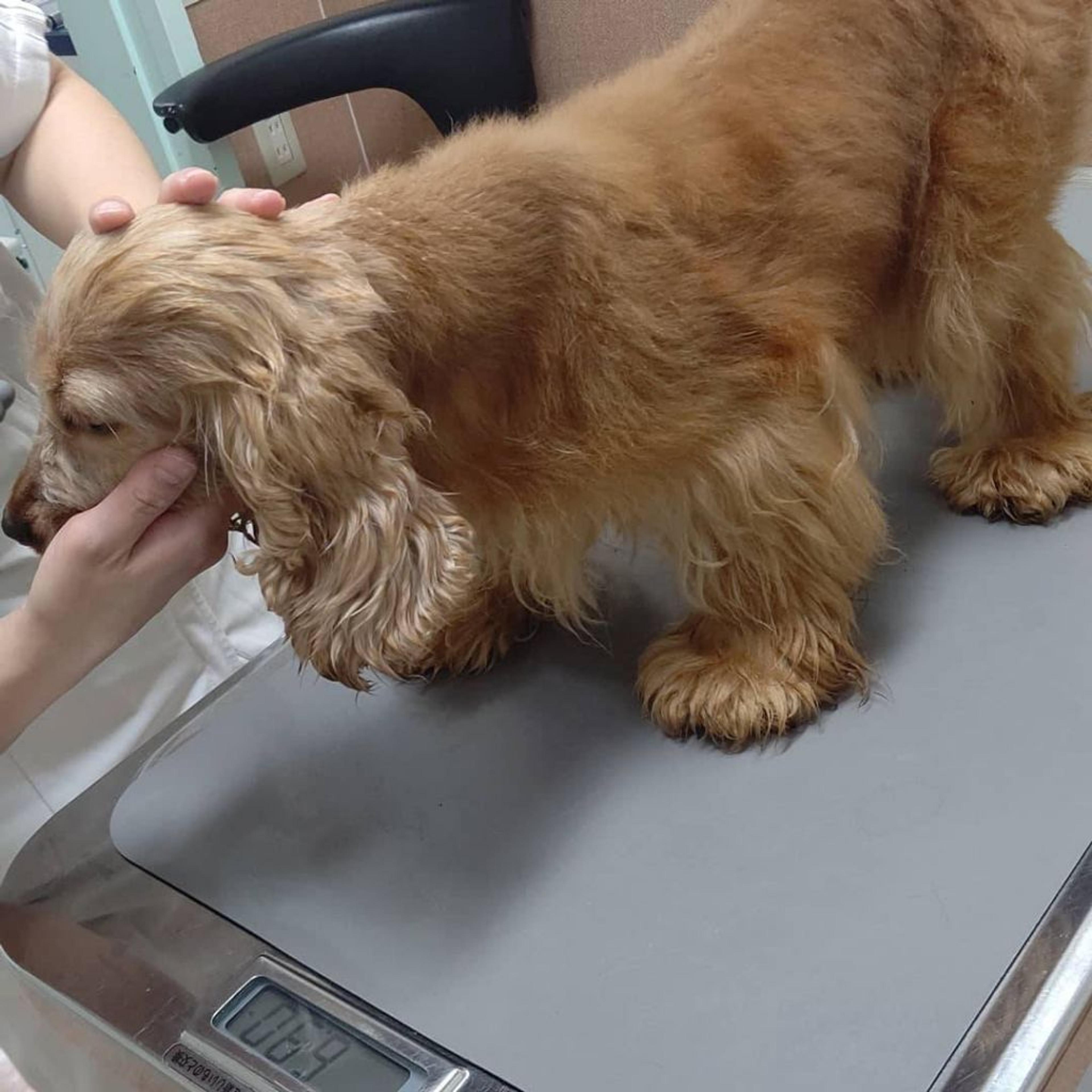 pet-image-2
