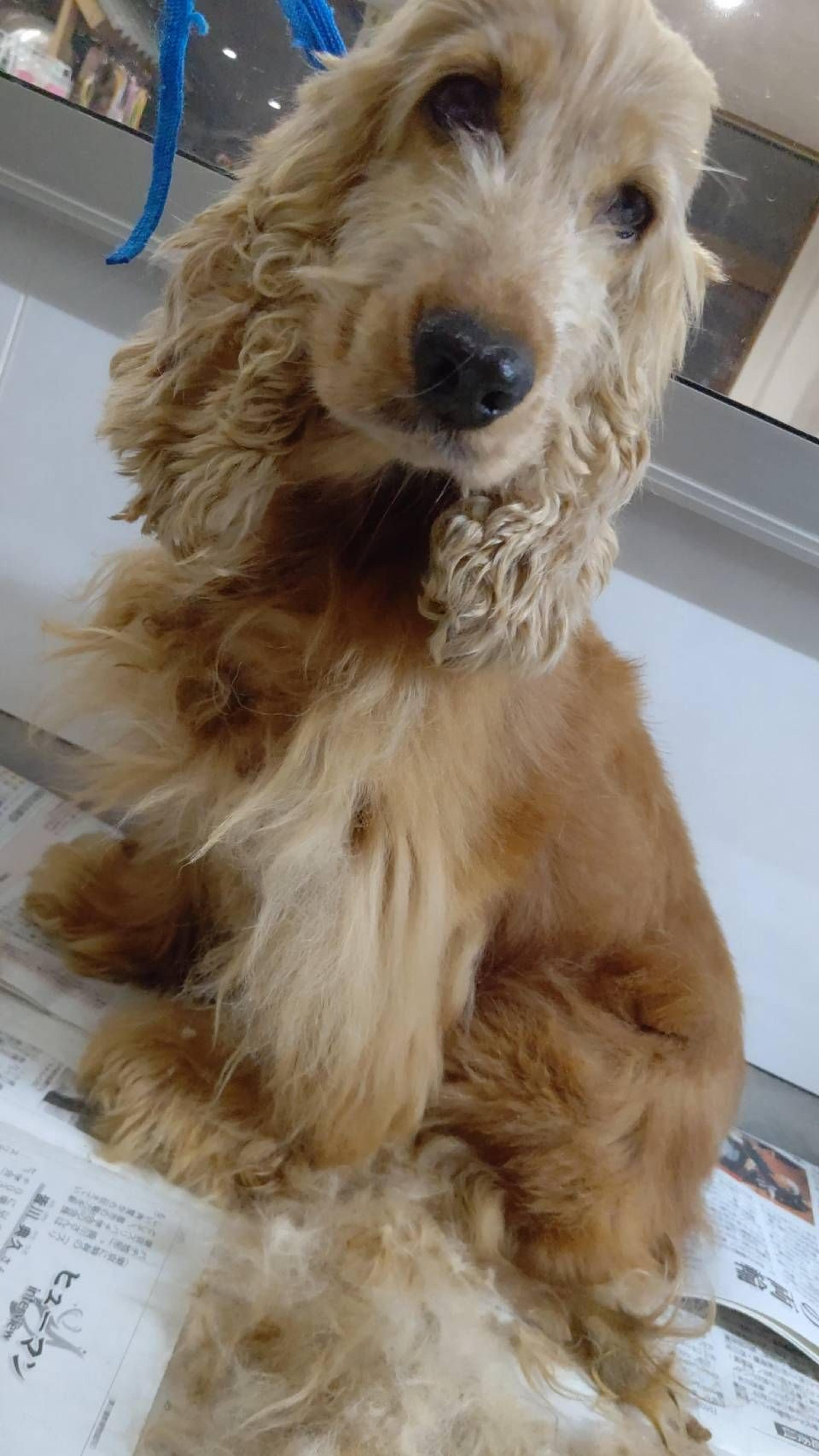 pet-image-3