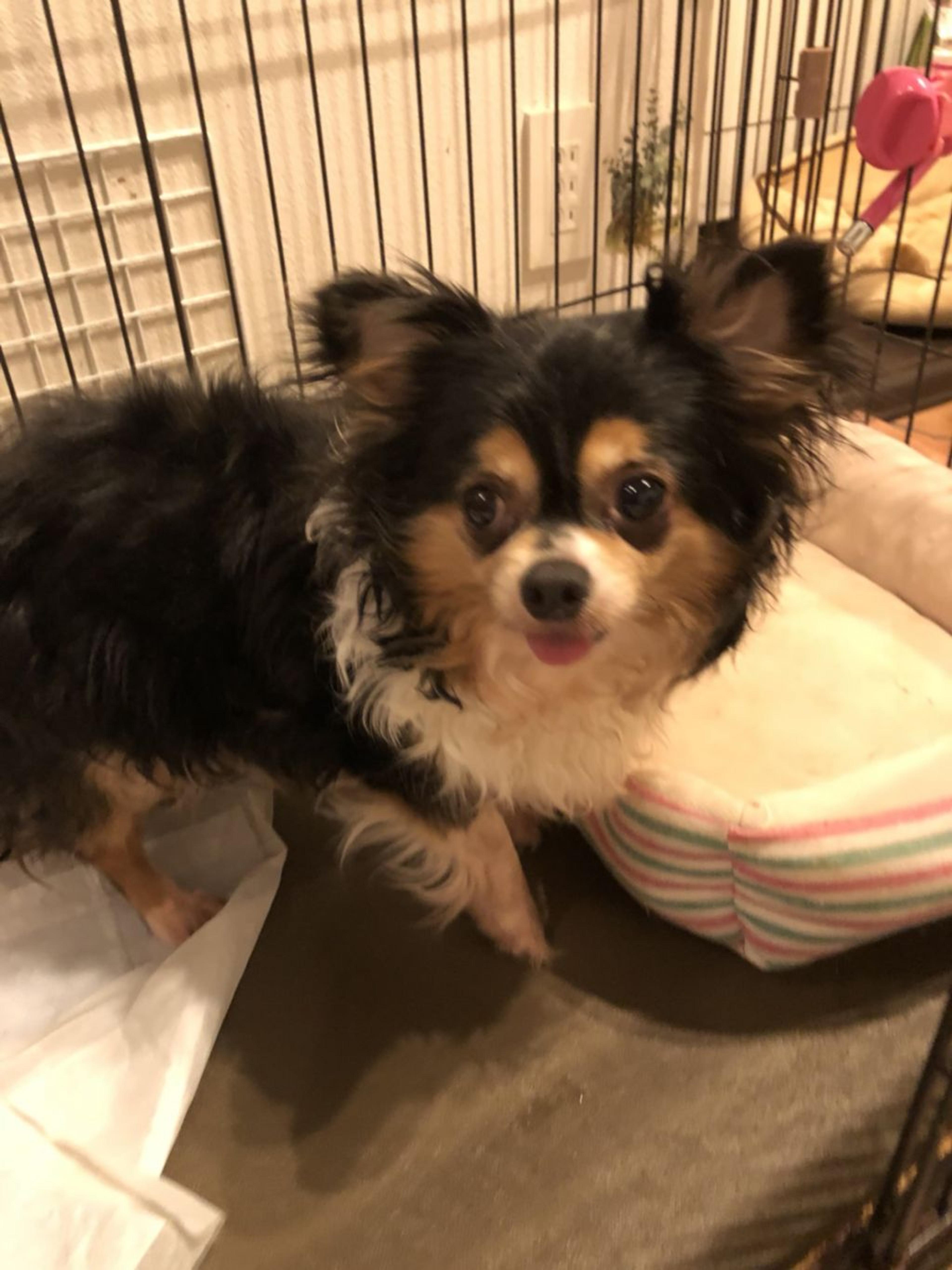 pet-image-2