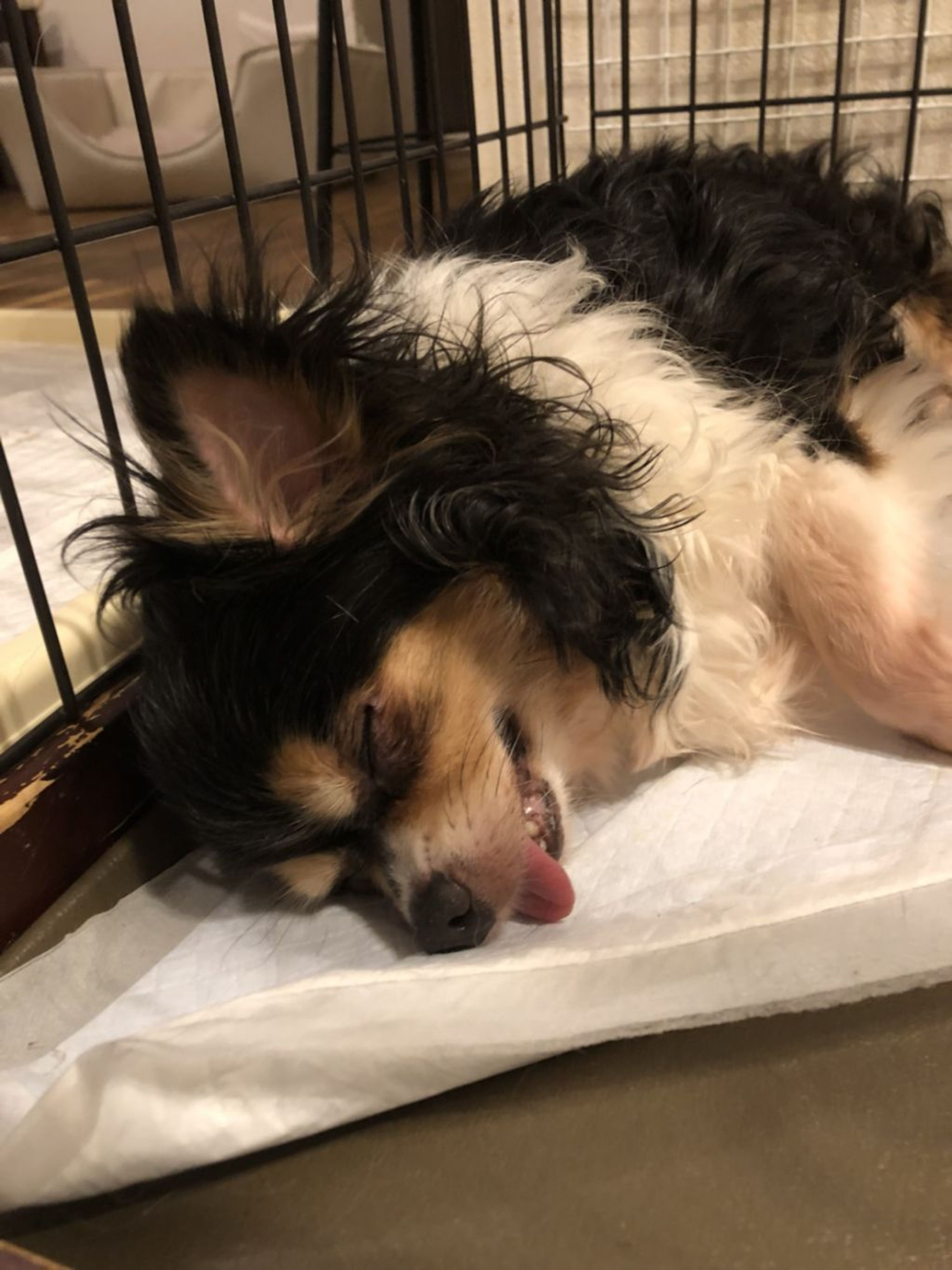 pet-image-3