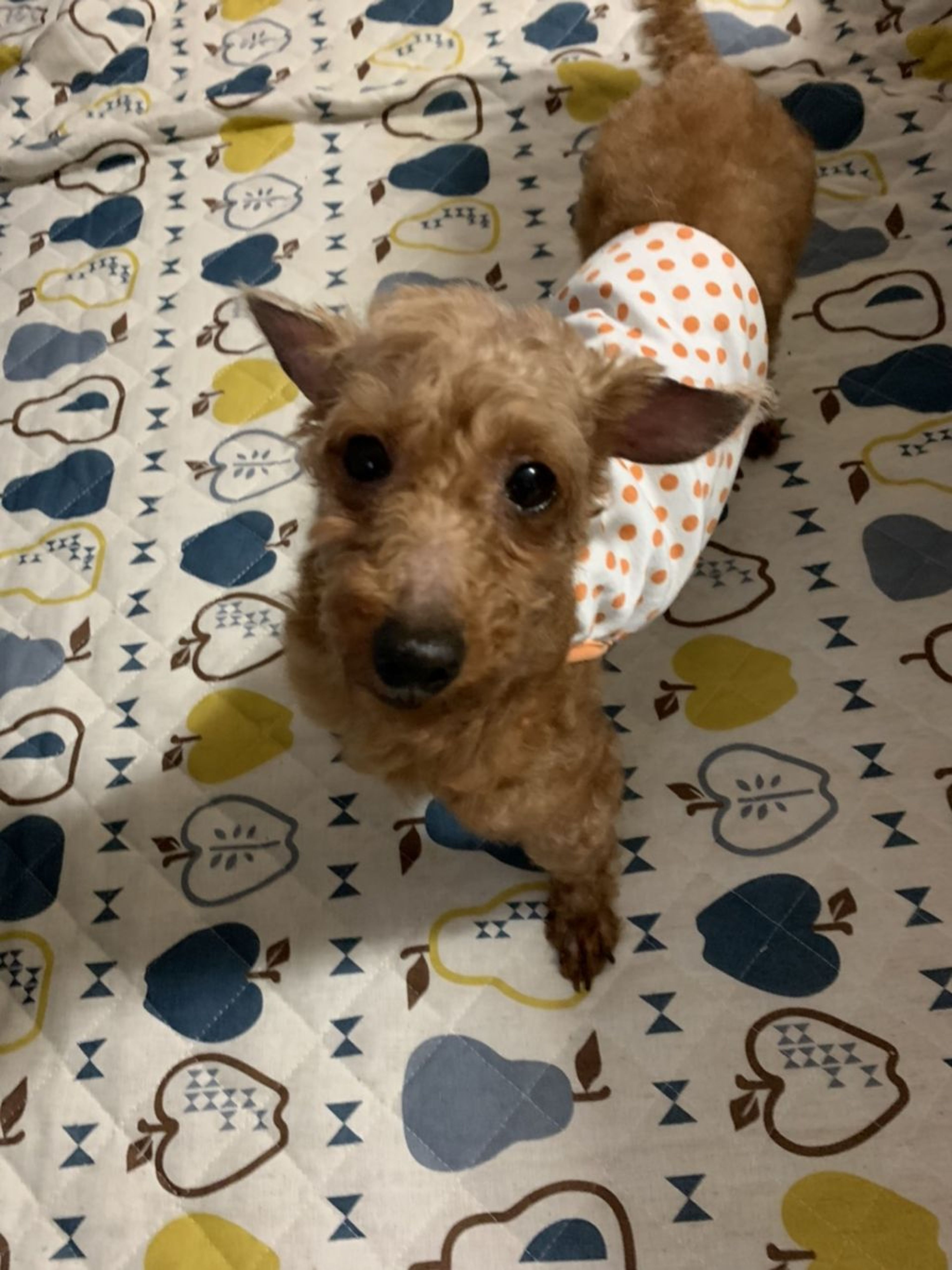 トイプードル・メスの里親募集の写真