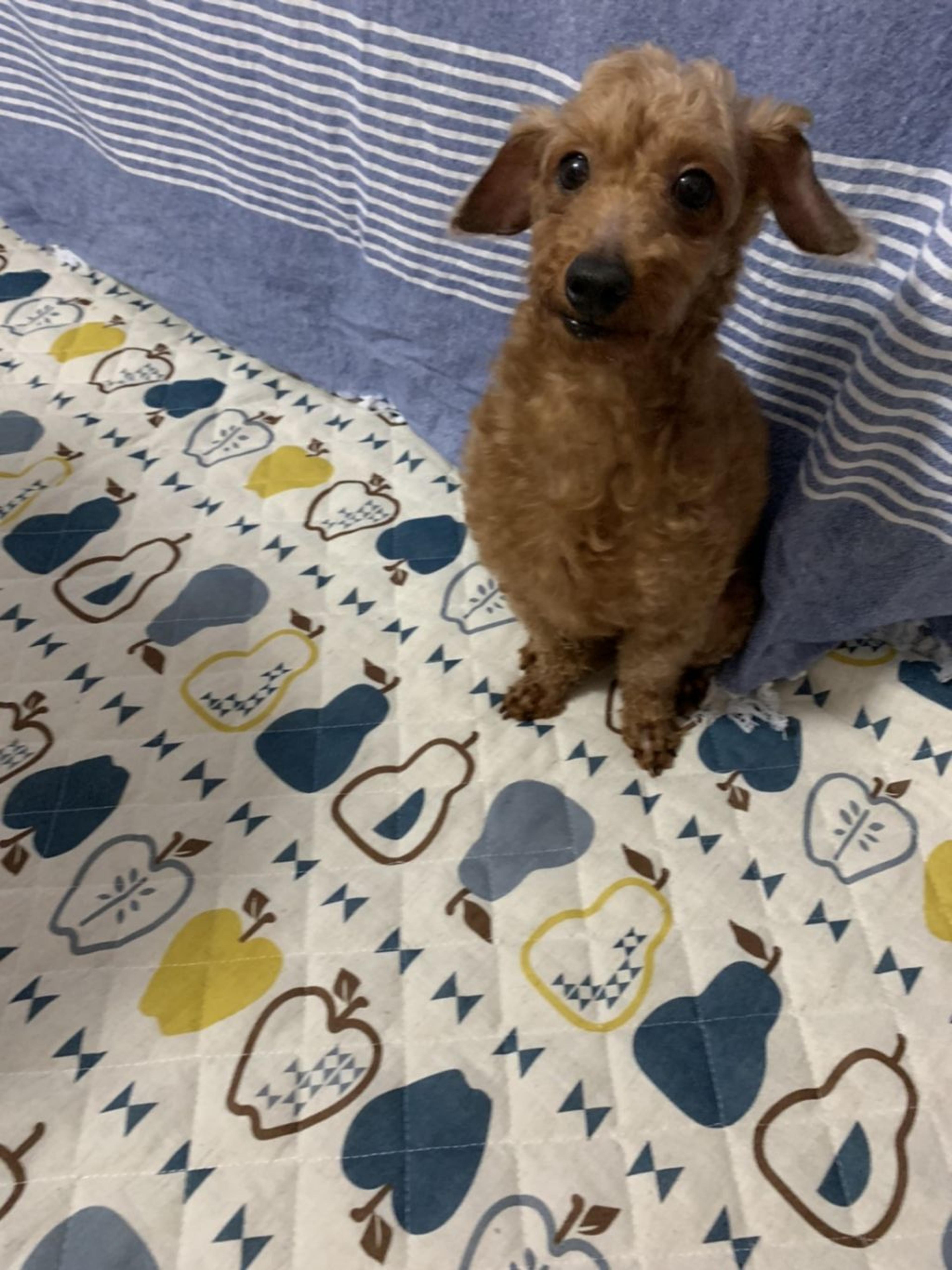 pet-image-2