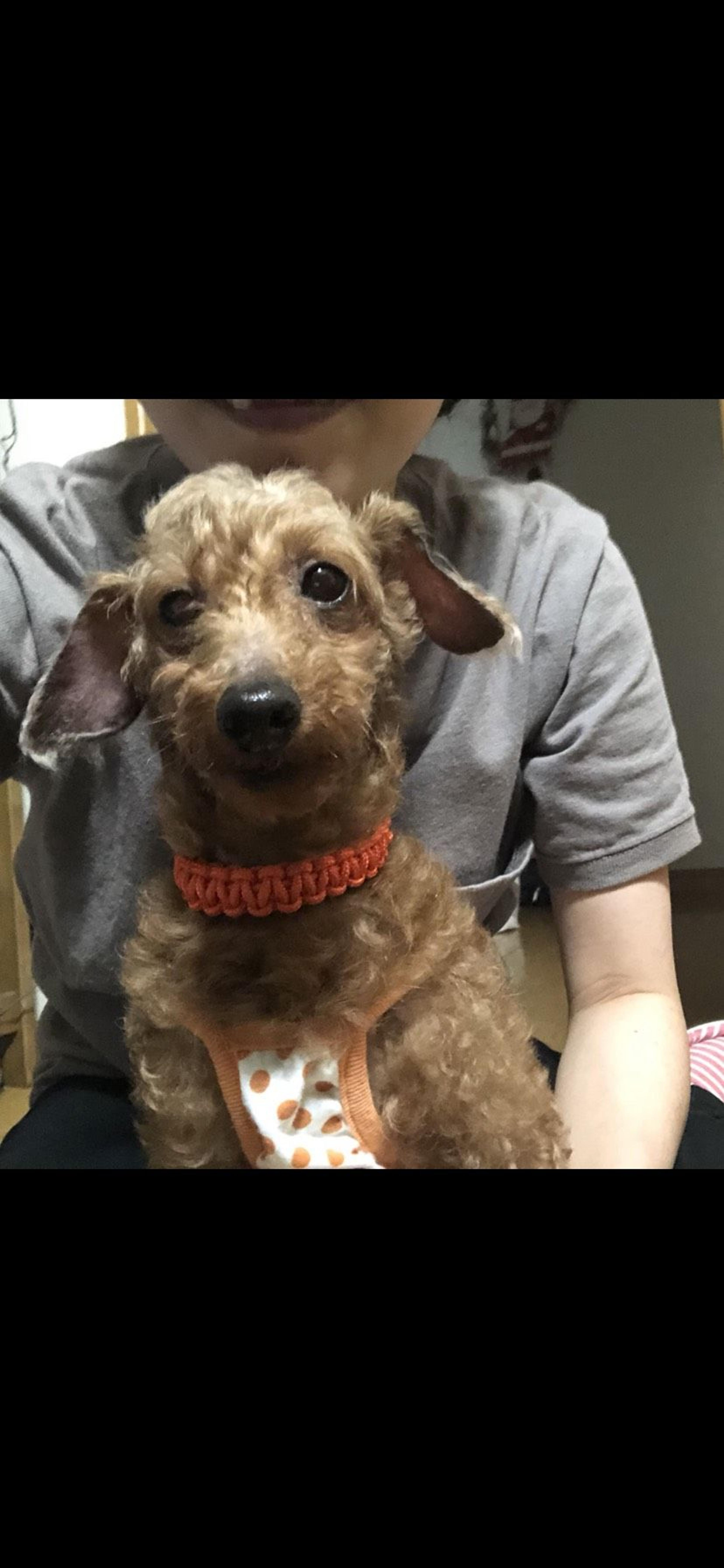 pet-image-3