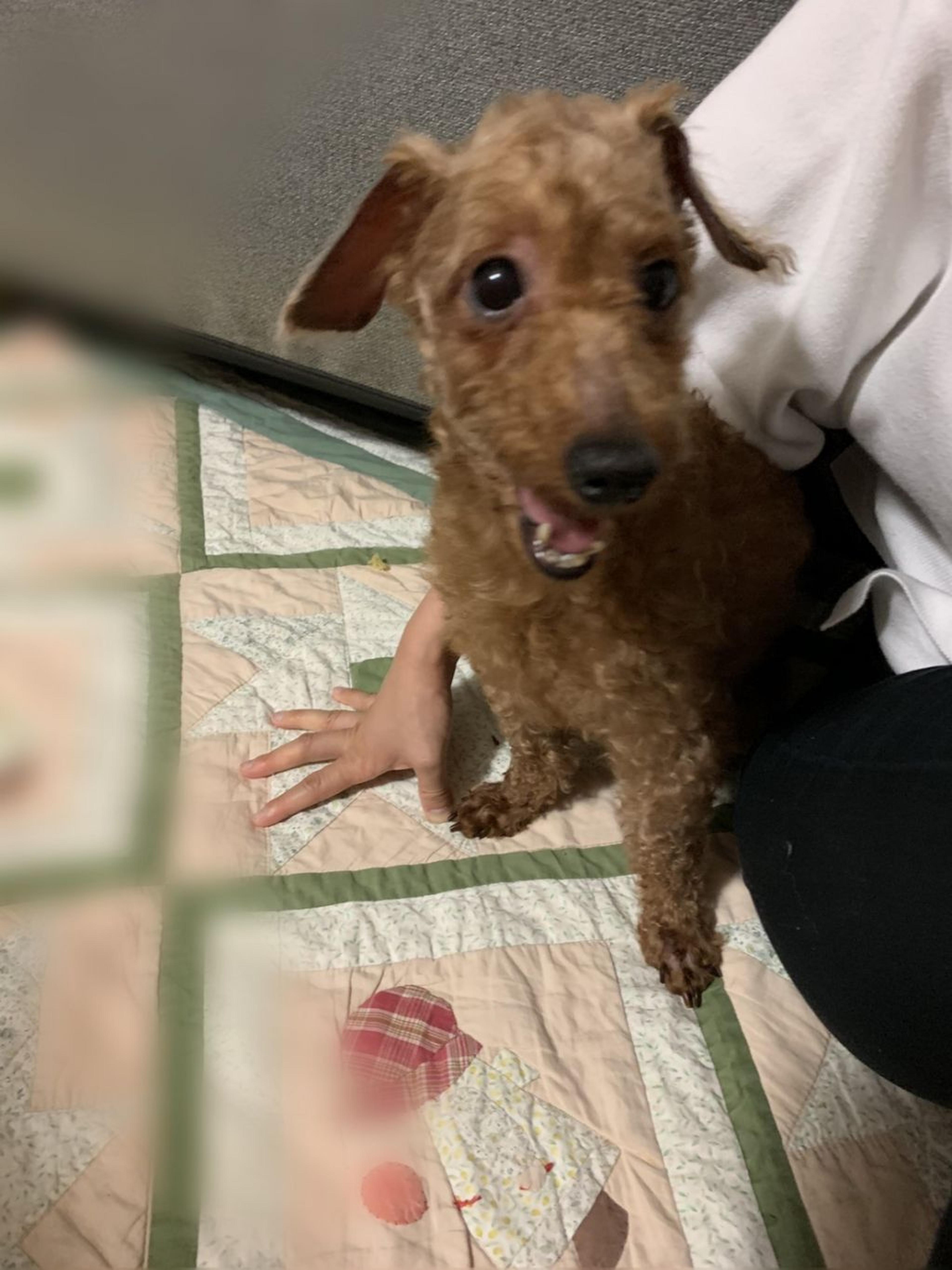 pet-image-4