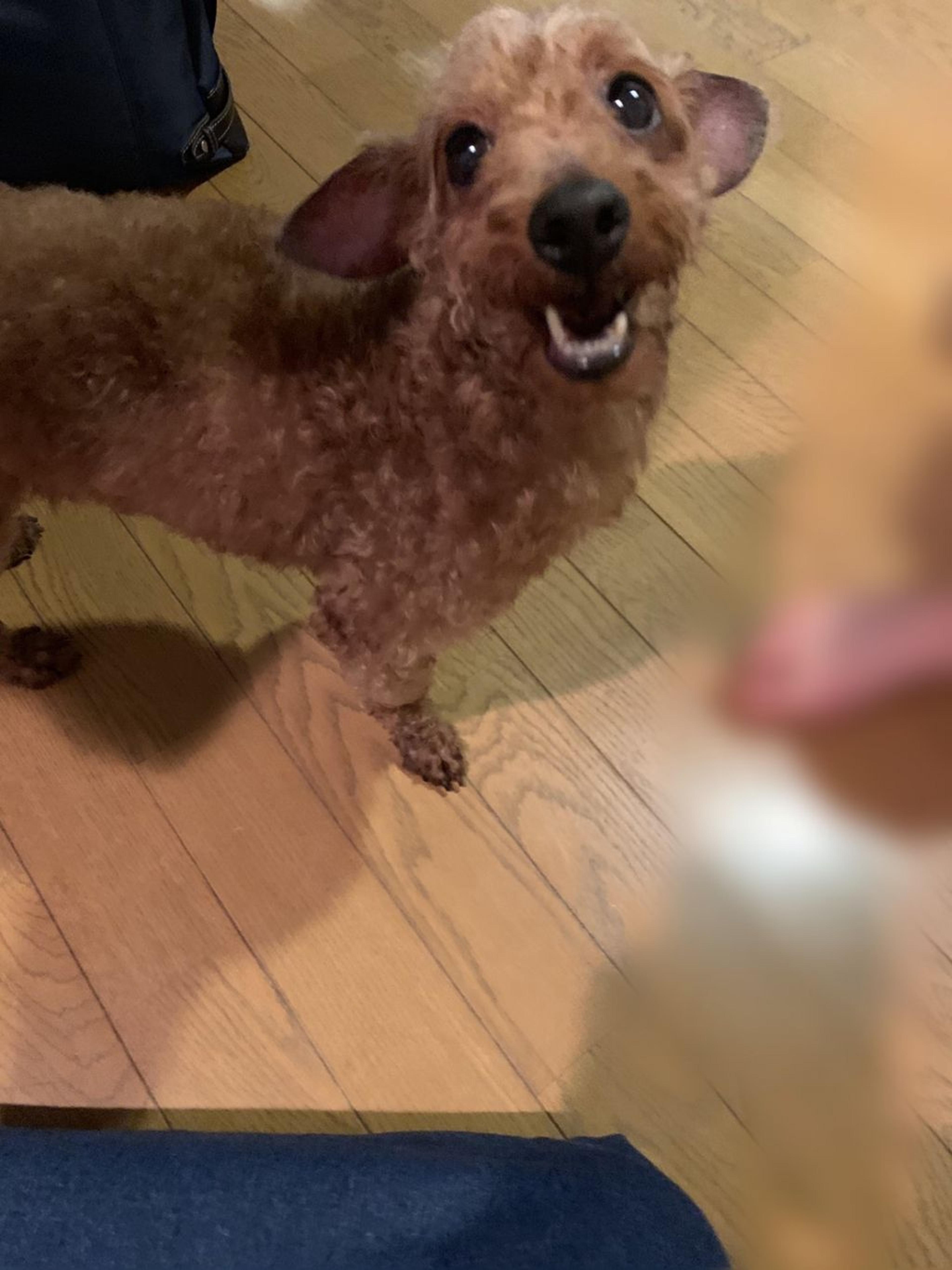 pet-image-5