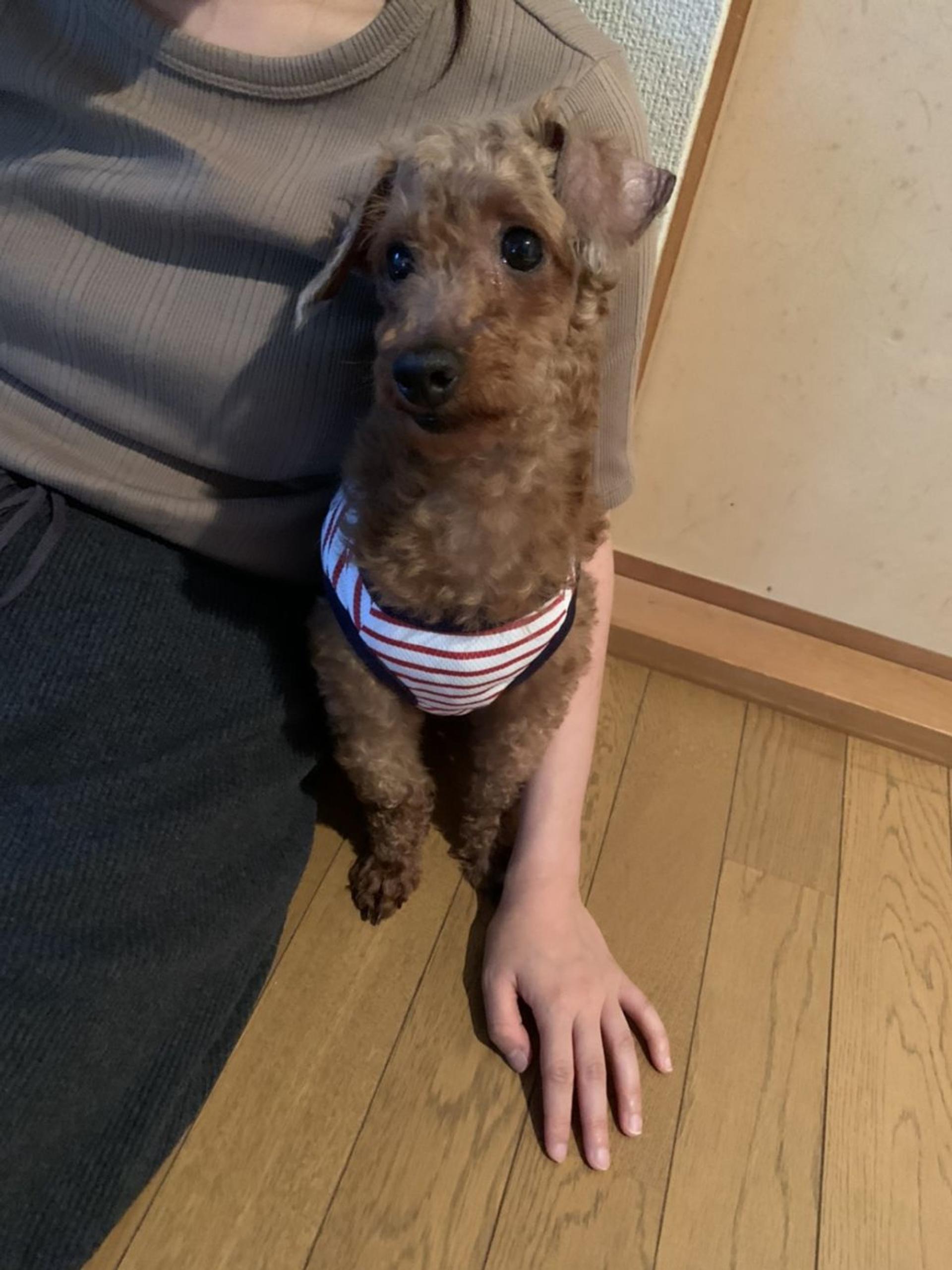 pet-image-6