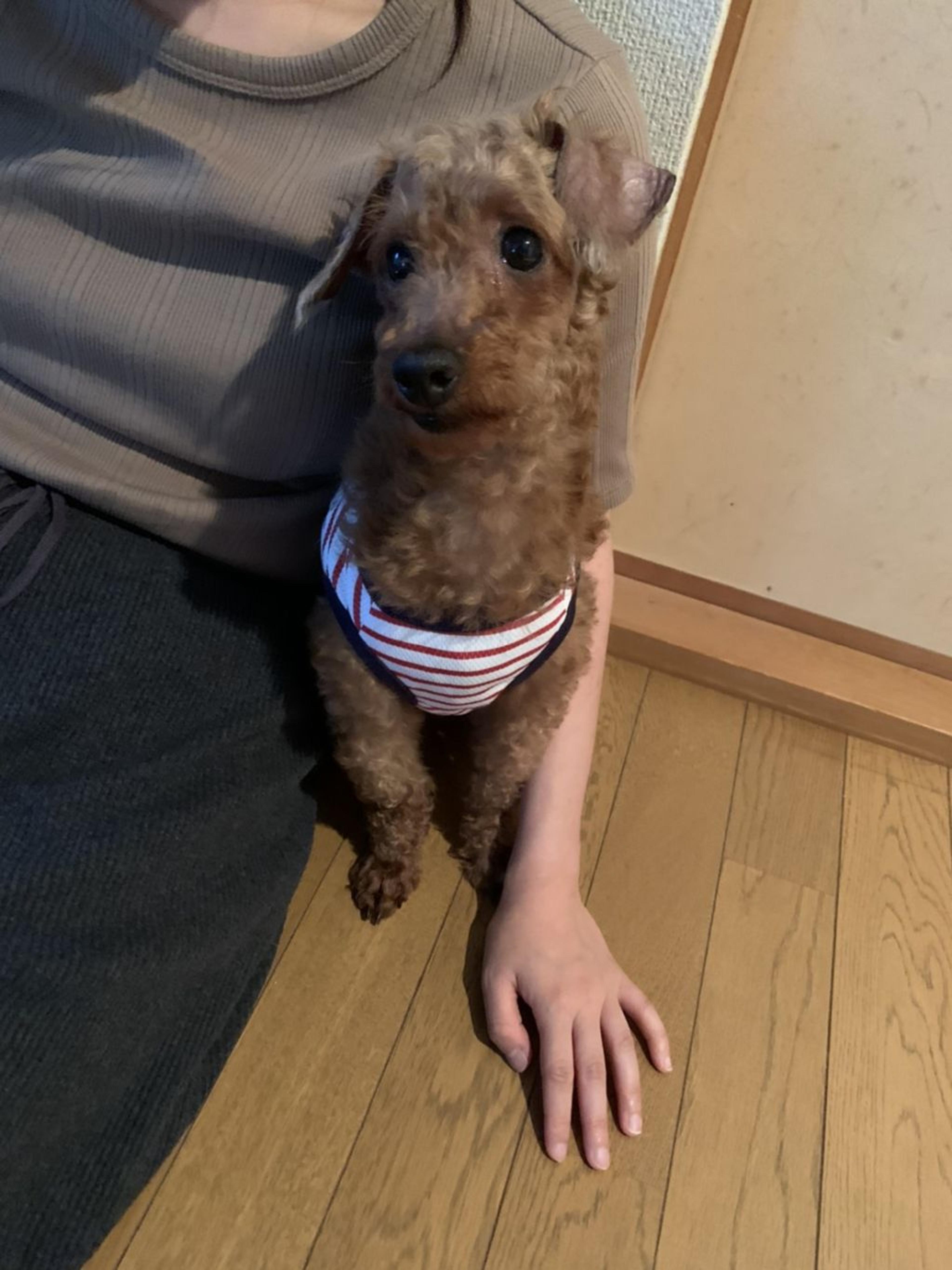 pet-image-6