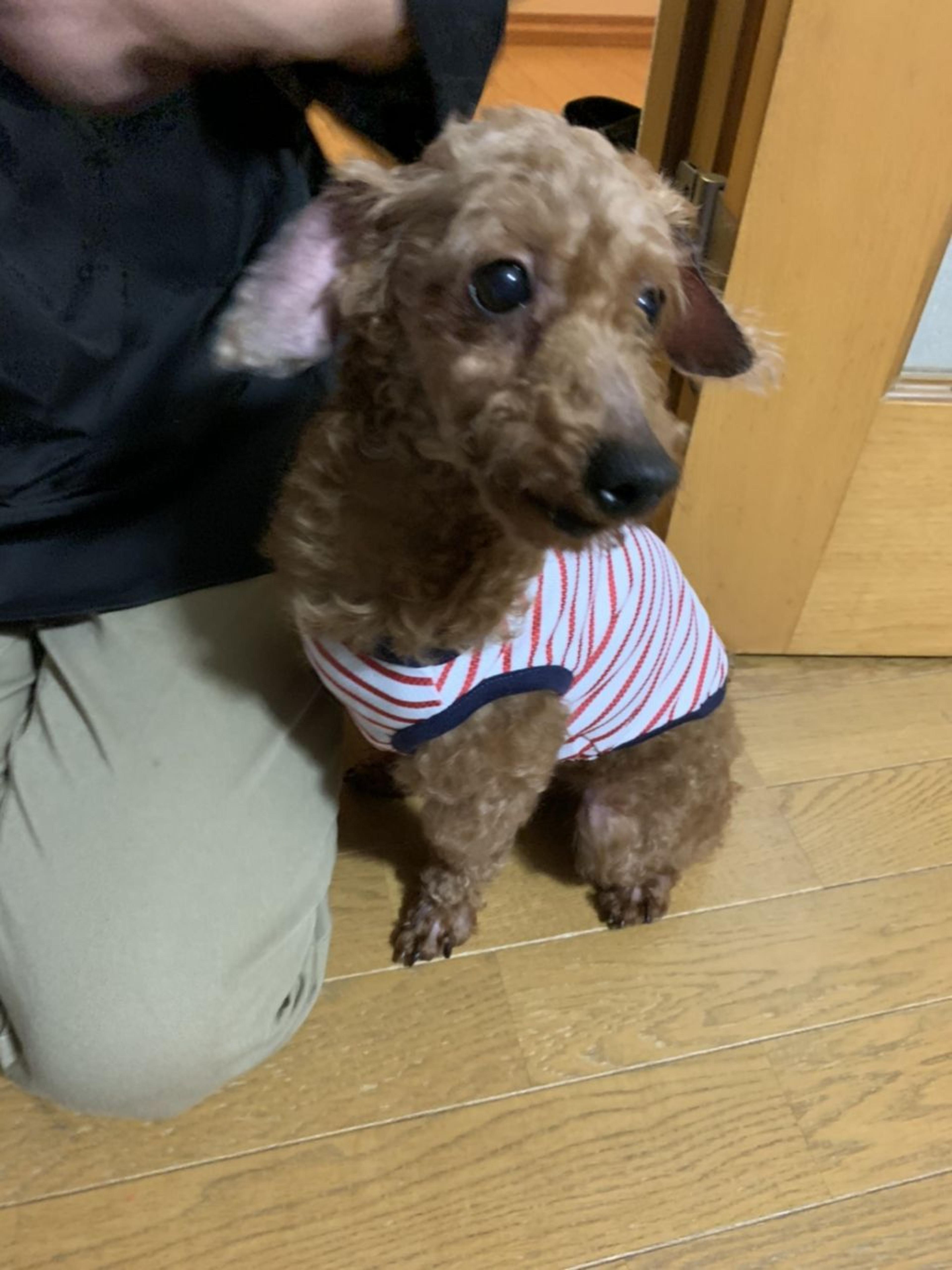 pet-image-7