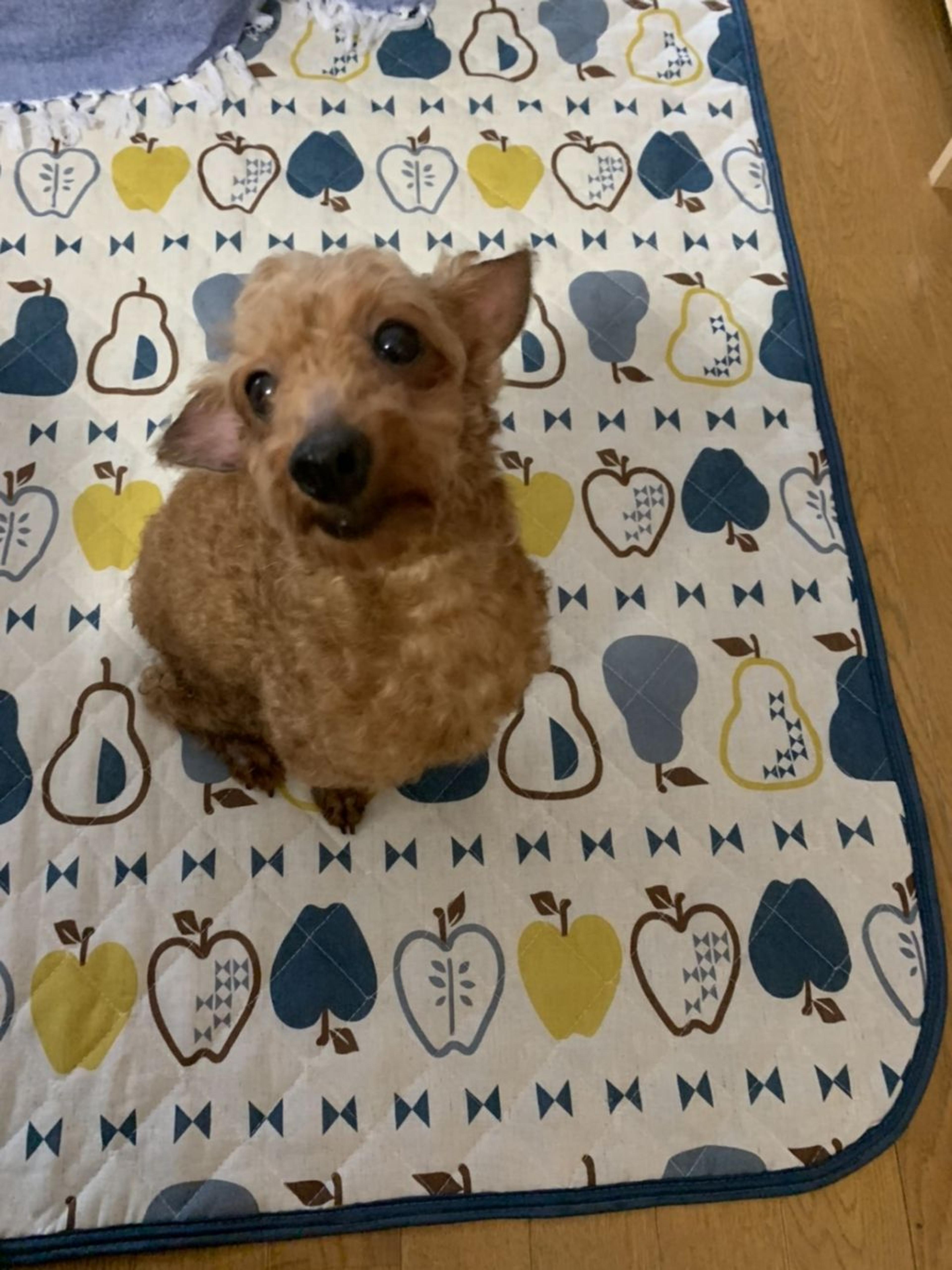 pet-image-8