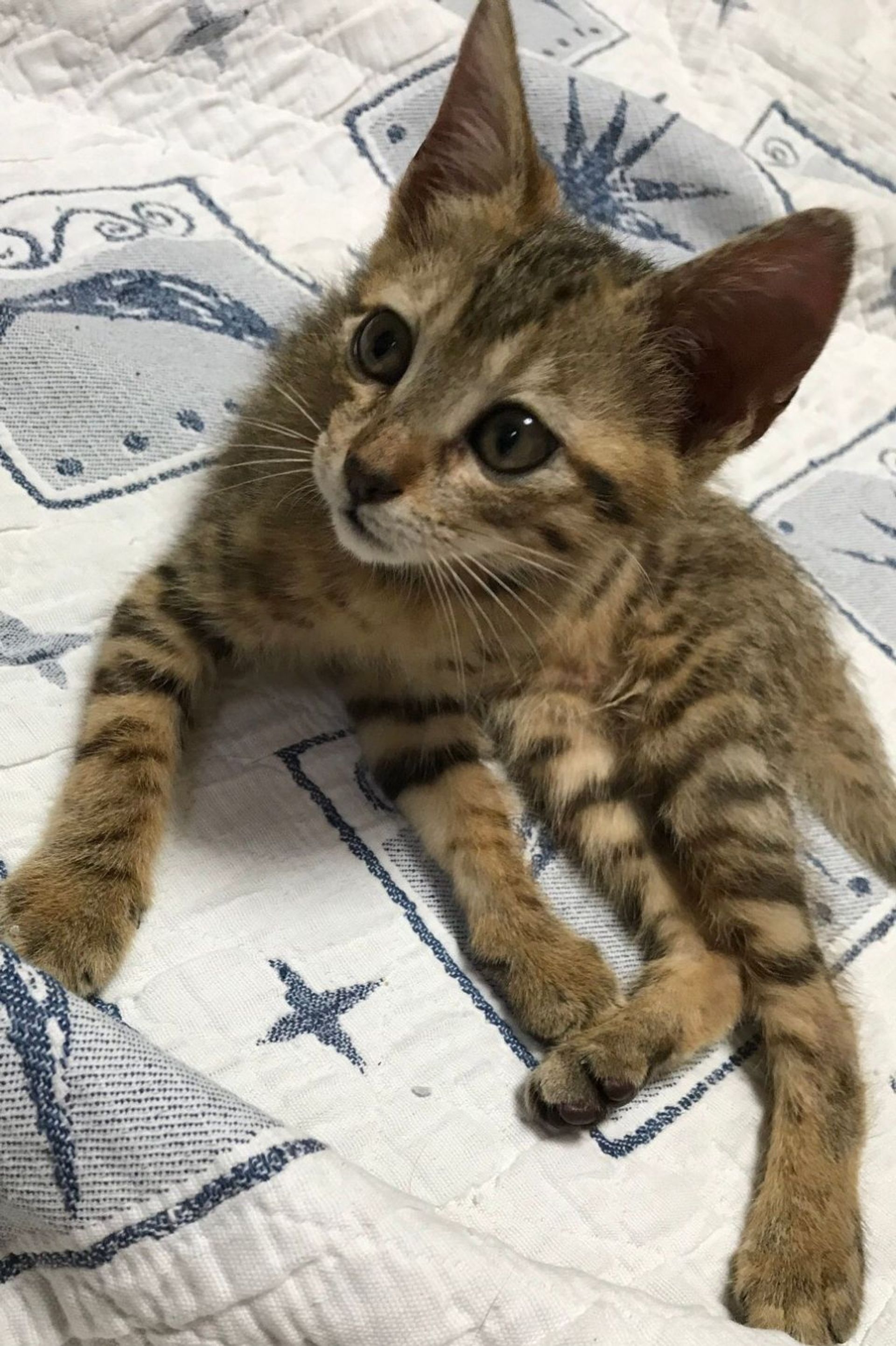 雑種（ミックス猫）・メスの里親募集の写真