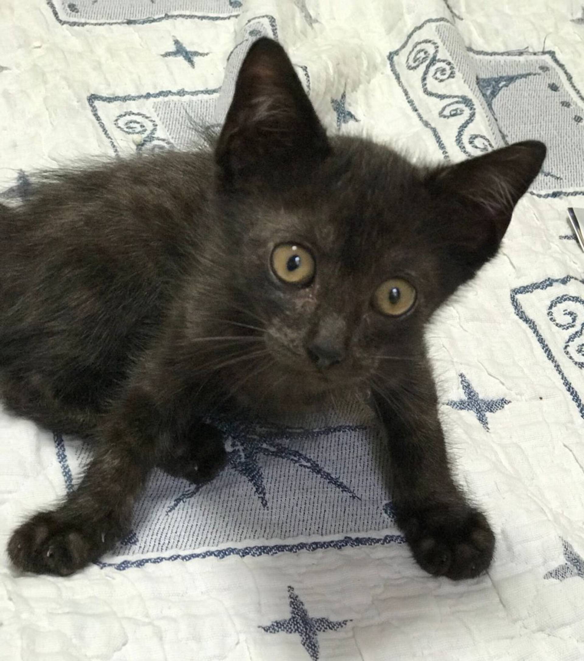 雑種（ミックス猫）・オスの里親募集の写真