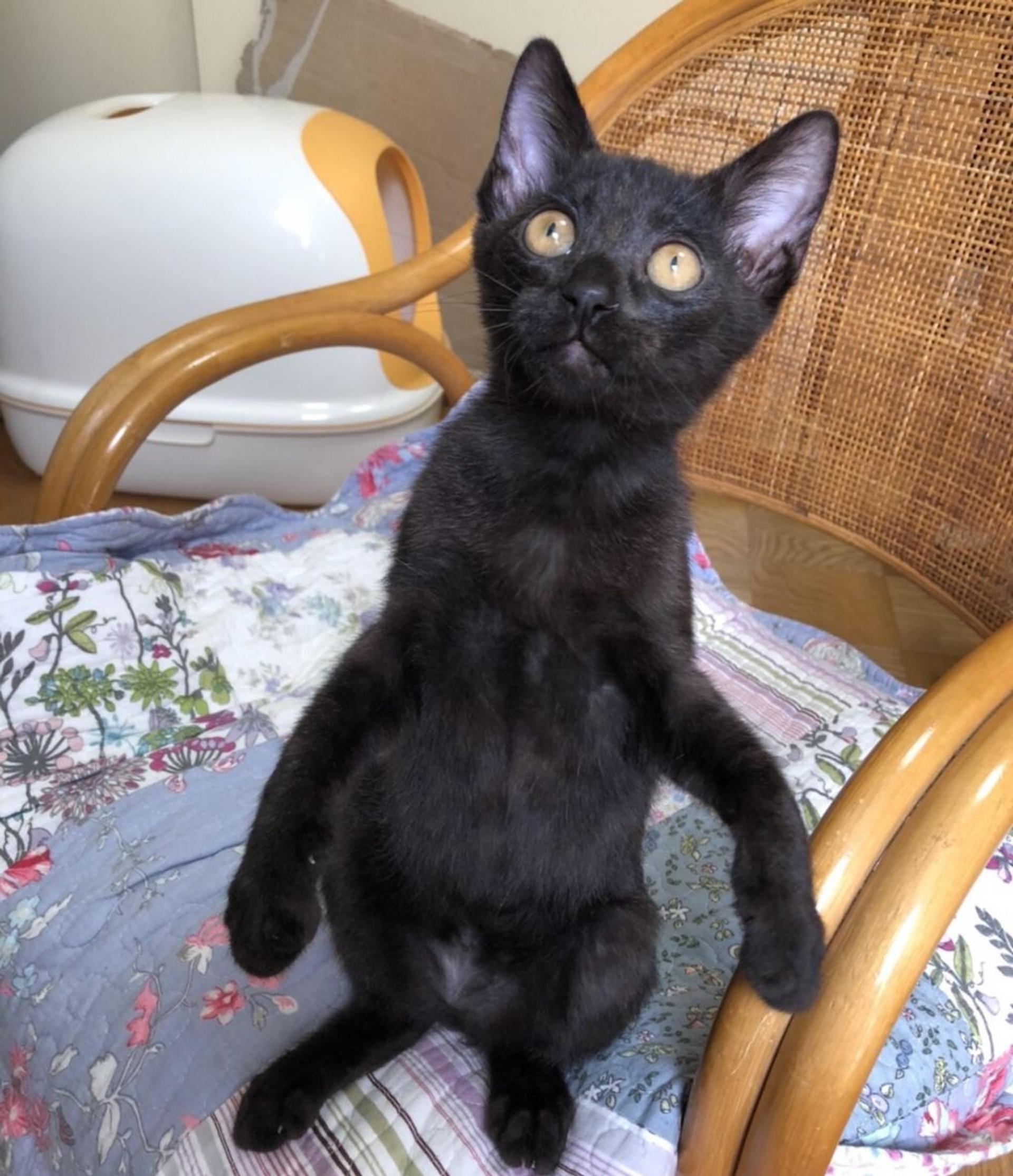pet-image-5