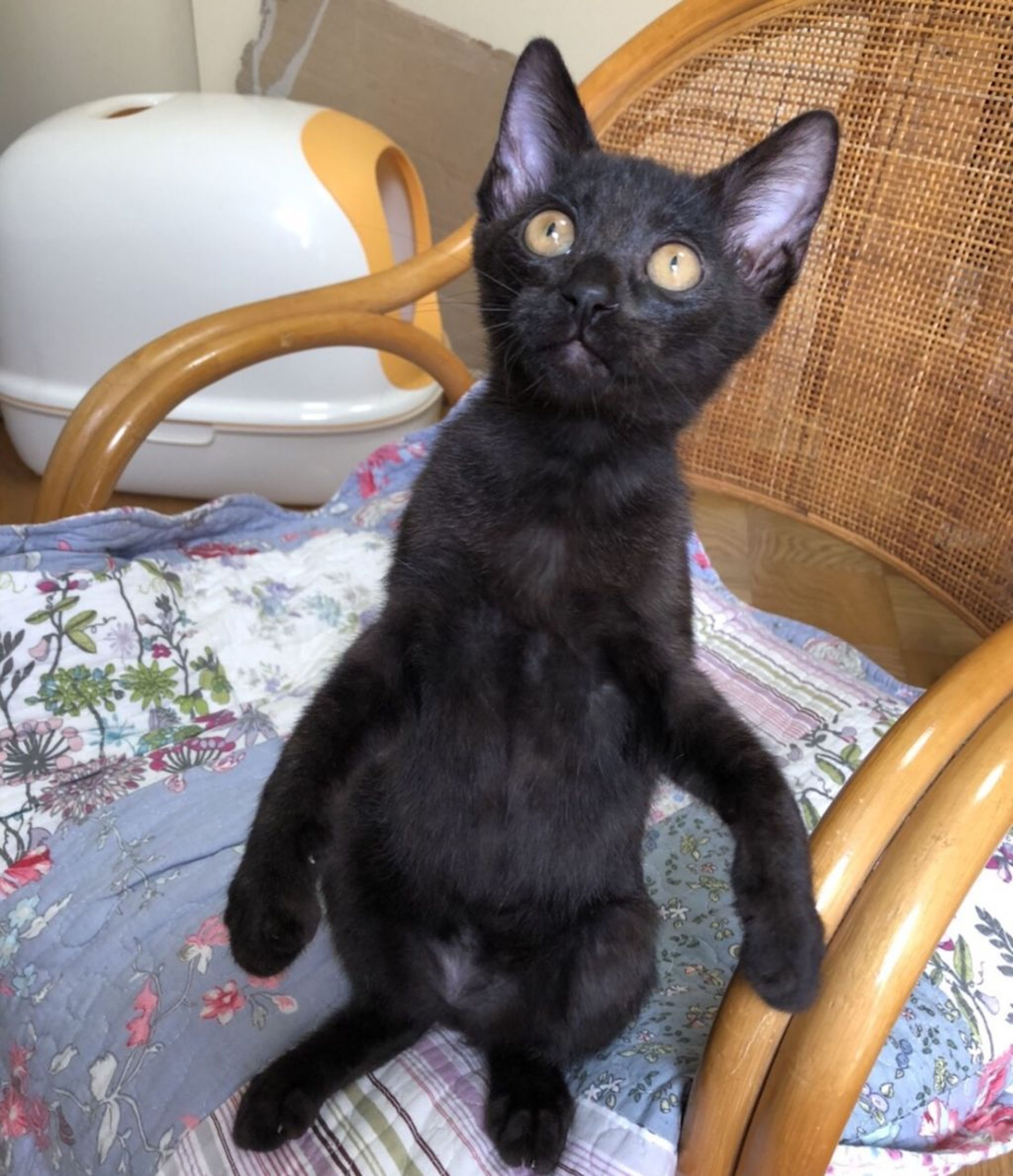 pet-image-5