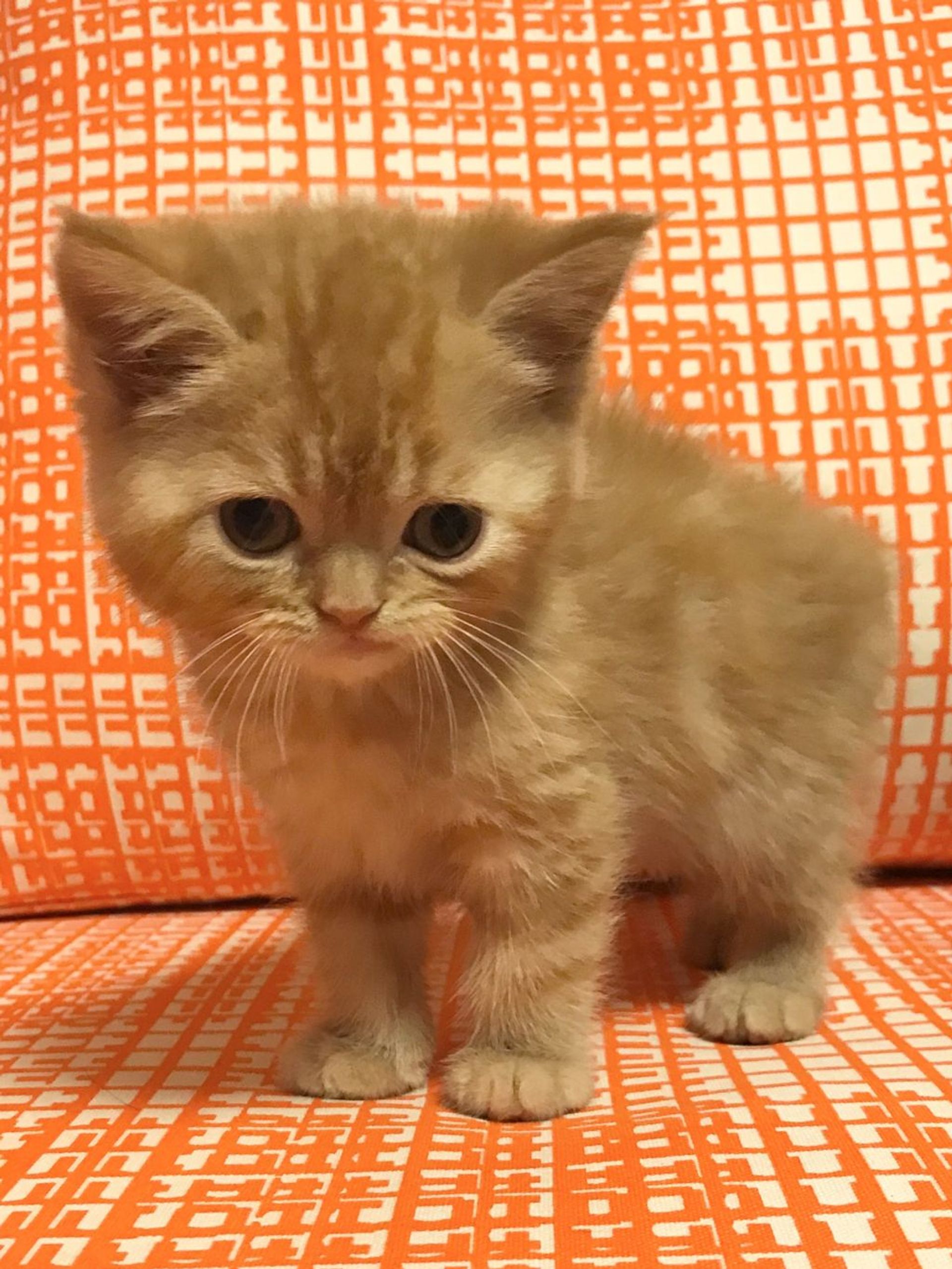 雑種（ミックス猫）・オスの里親募集の写真