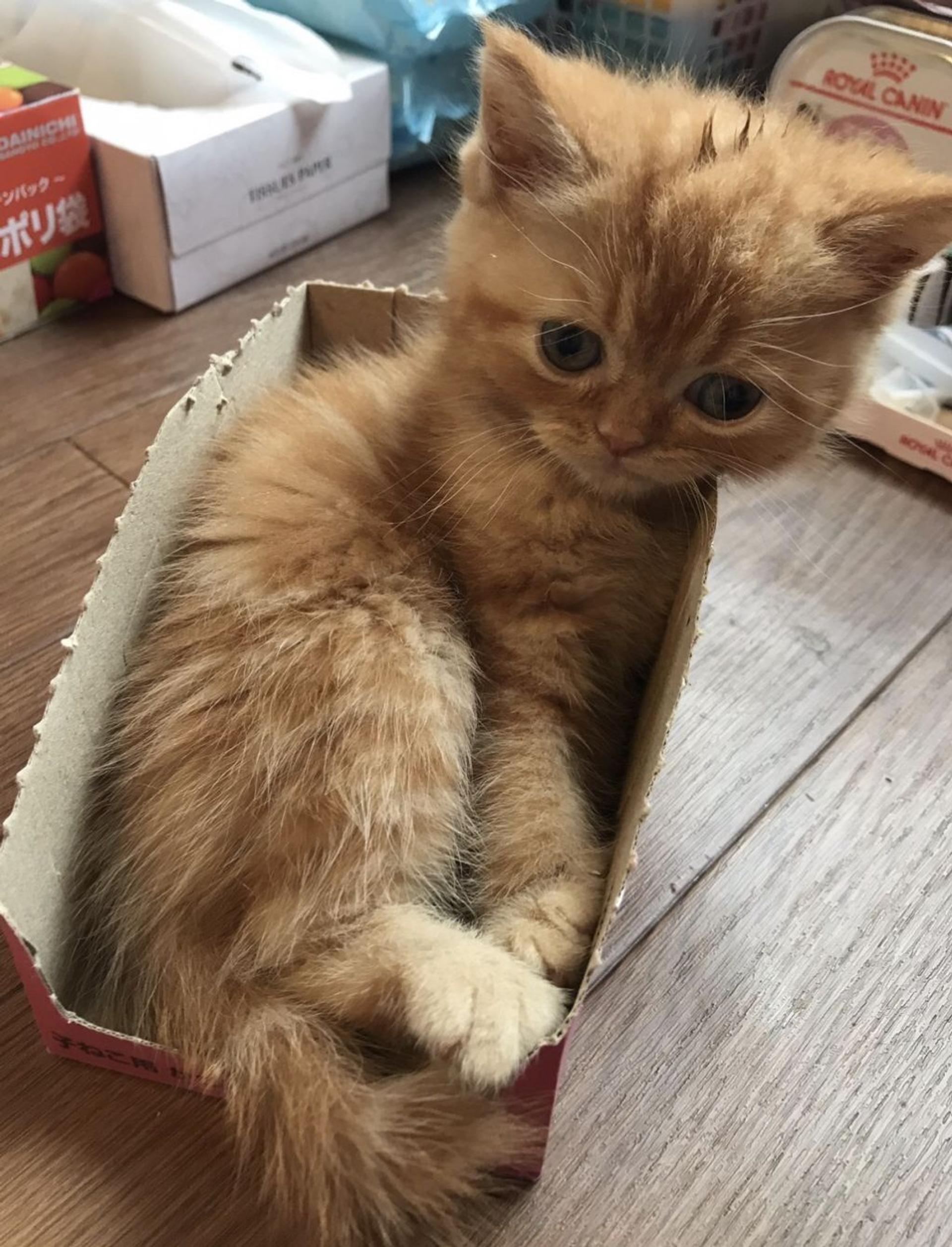 pet-image-3