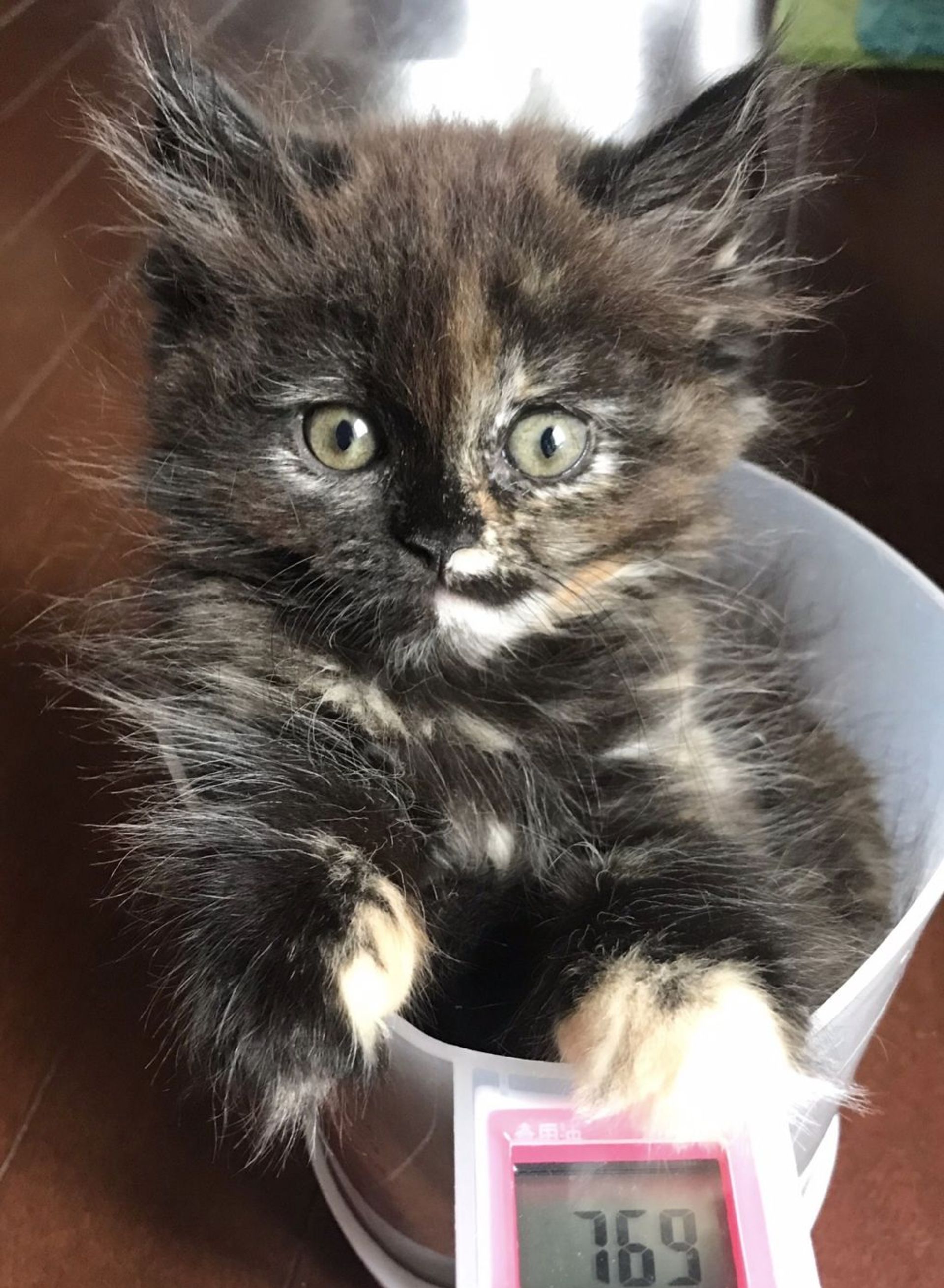 雑種（ミックス猫）・メスの里親募集の写真